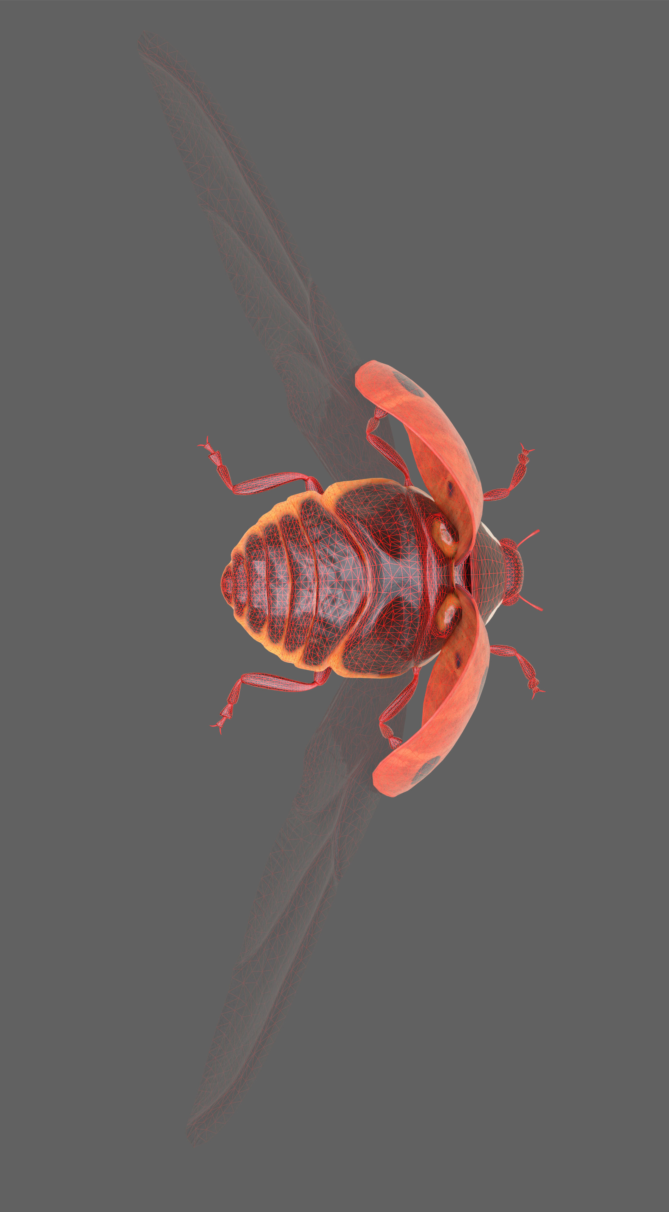 Ladybug Coccinella Low-poly 3D model_22