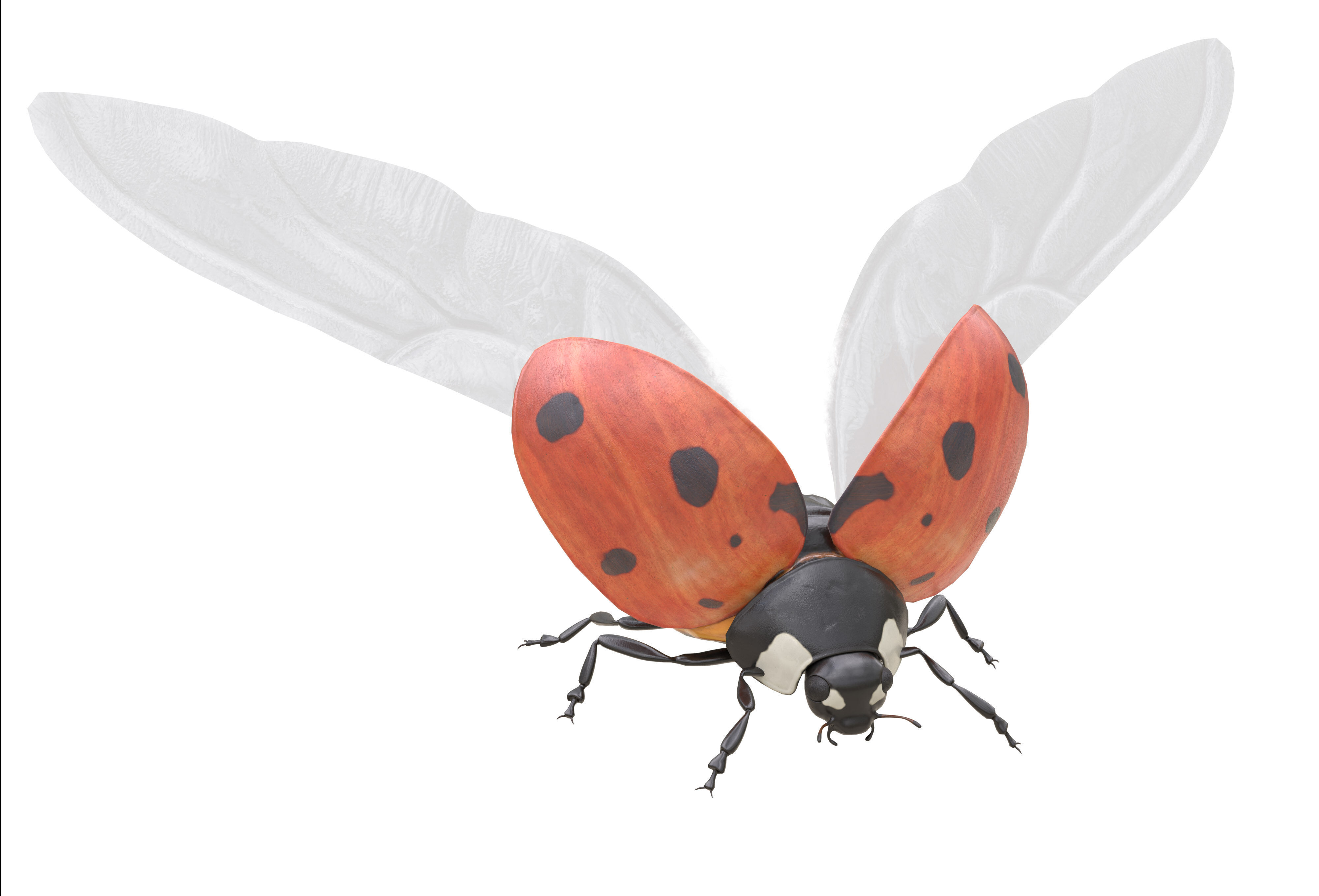 Ladybug Coccinella Low-poly 3D model_13