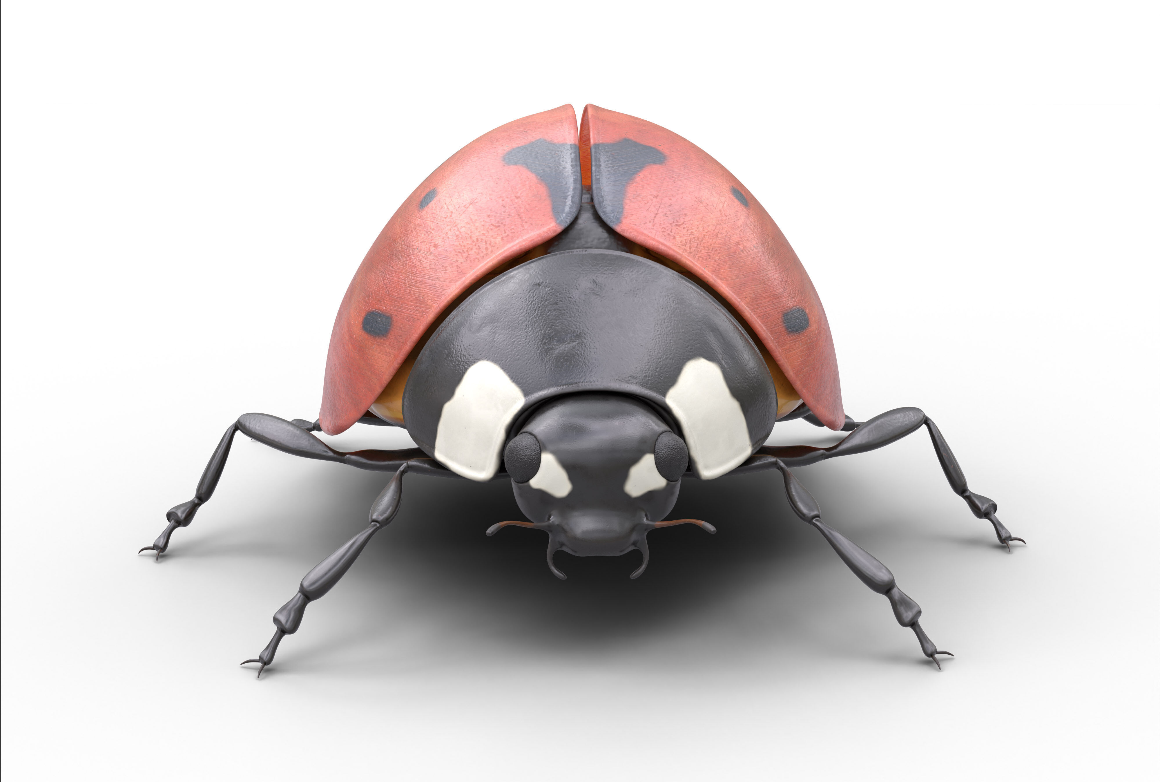 Ladybug Coccinella Low-poly 3D model_2