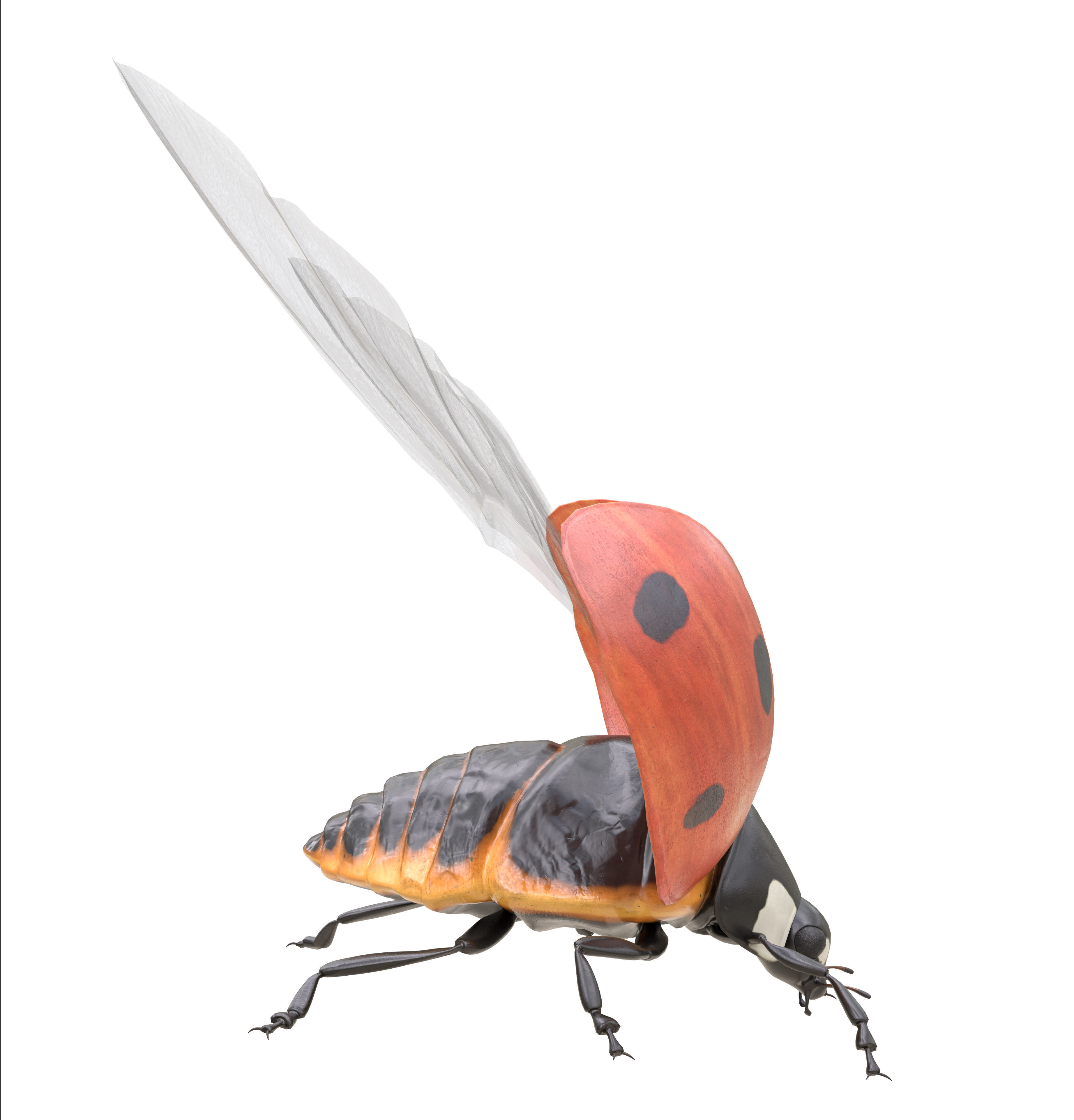 Ladybug Coccinella Low-poly 3D model_12