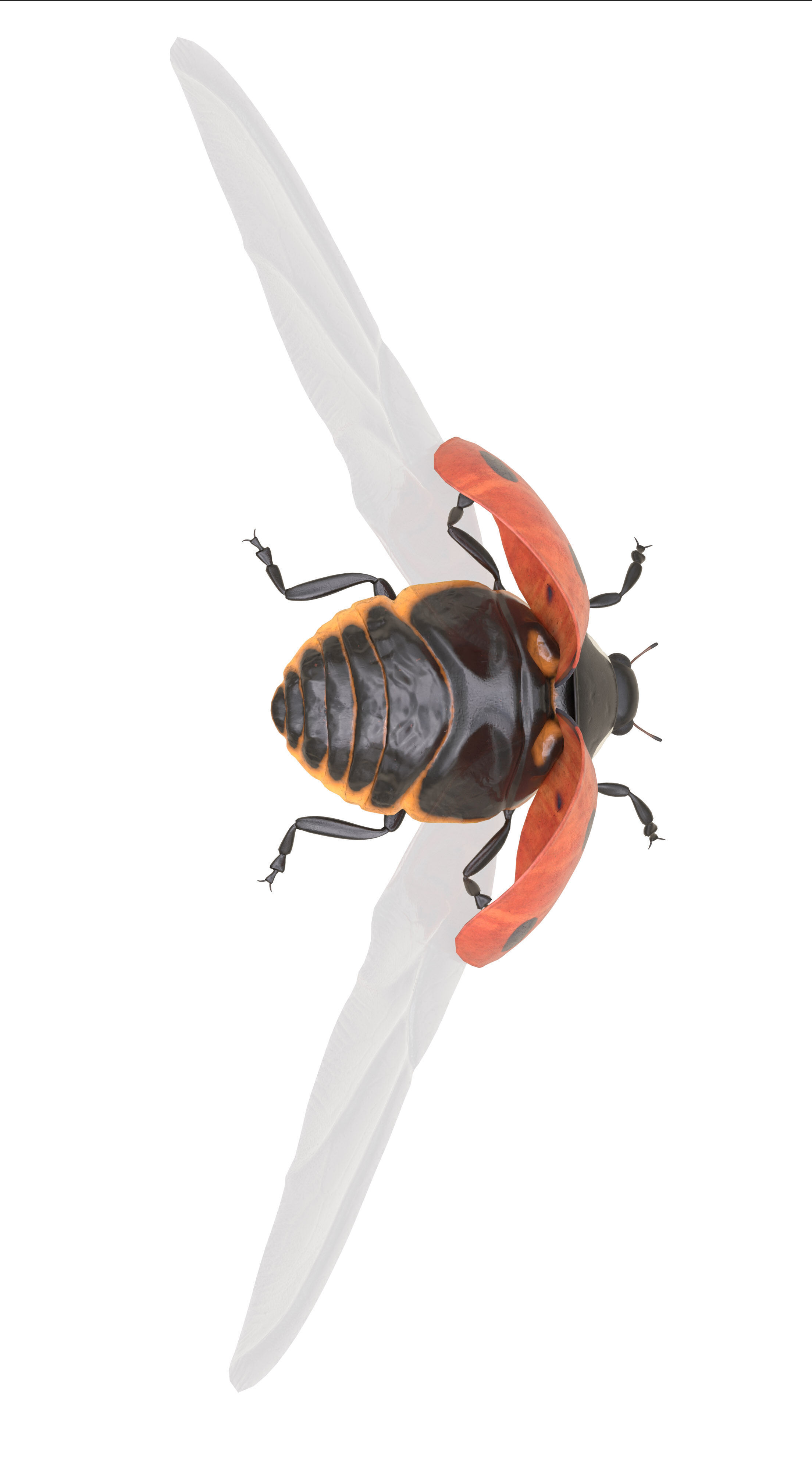 Ladybug Coccinella Low-poly 3D model_11
