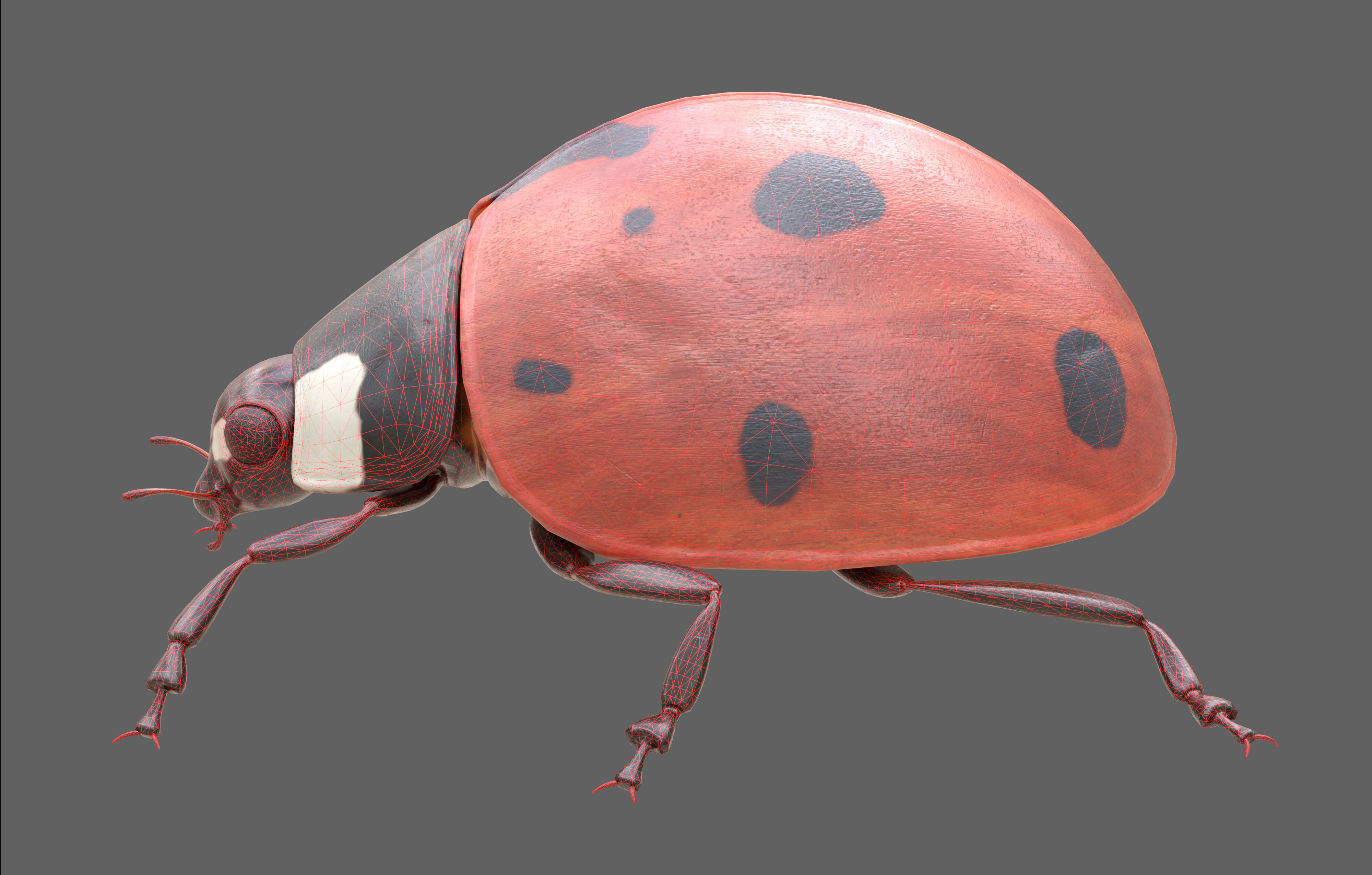 Ladybug Coccinella Low-poly 3D model_15