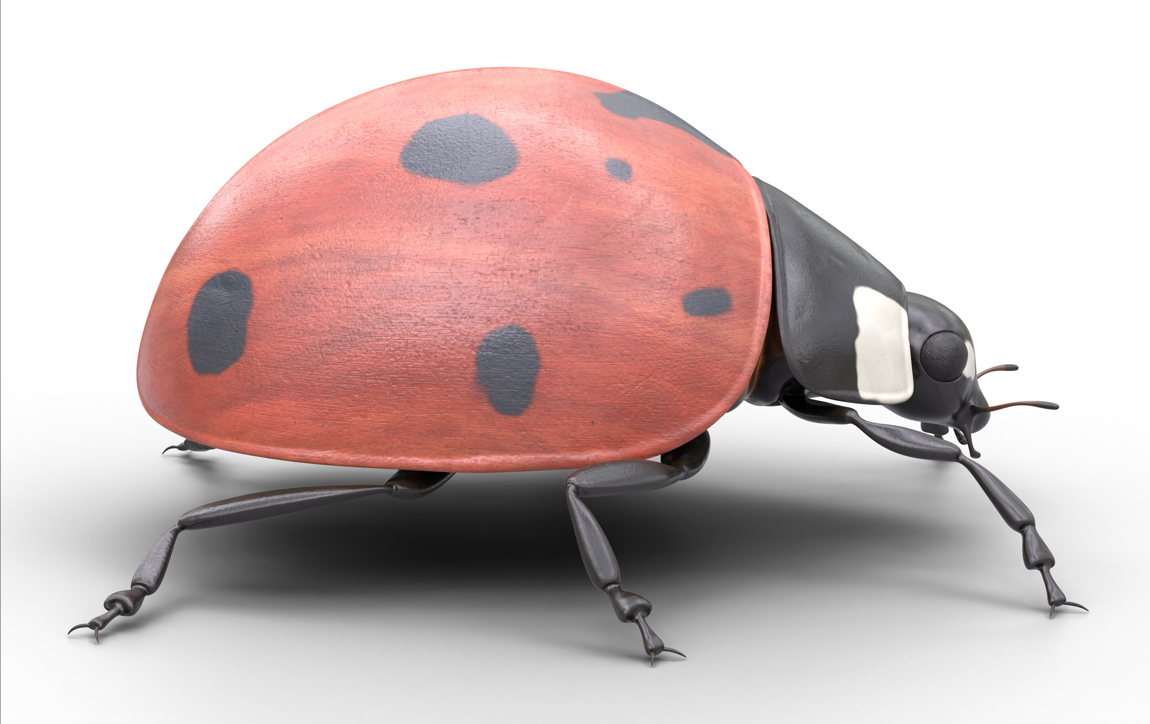 Ladybug Coccinella Low-poly 3D model_7