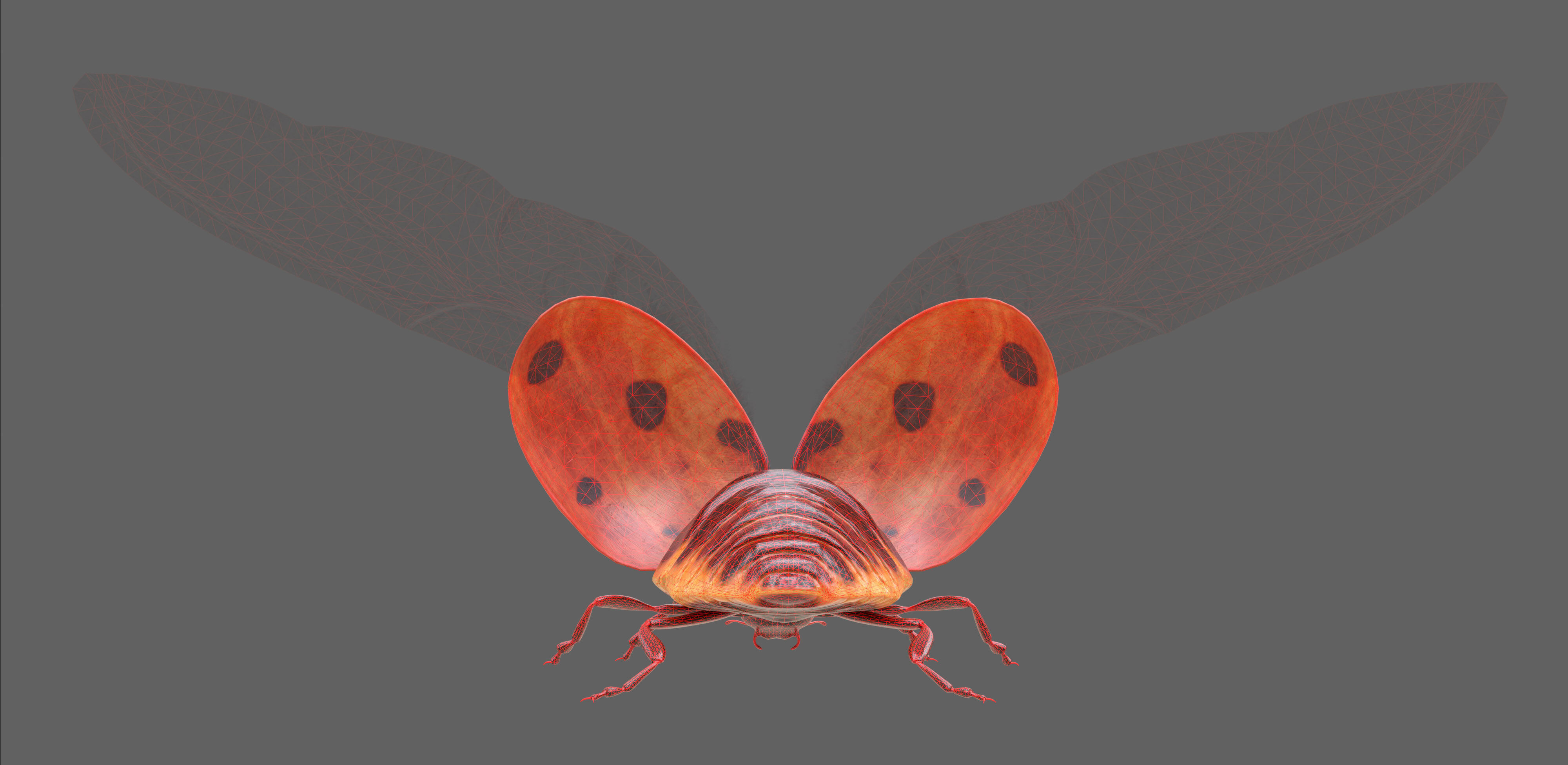 Ladybug Coccinella Low-poly 3D model_24