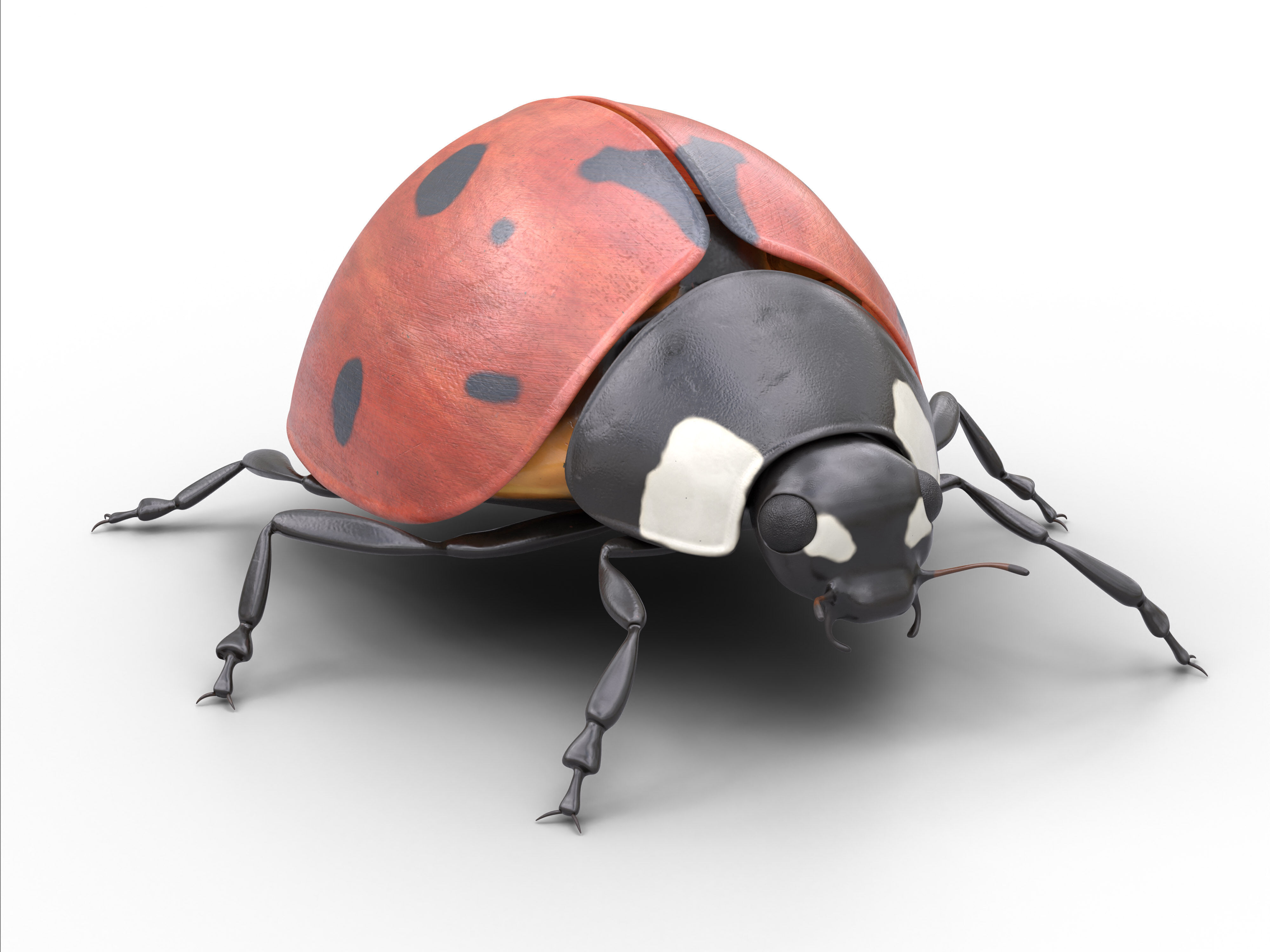 Ladybug Coccinella Low-poly 3D model_6