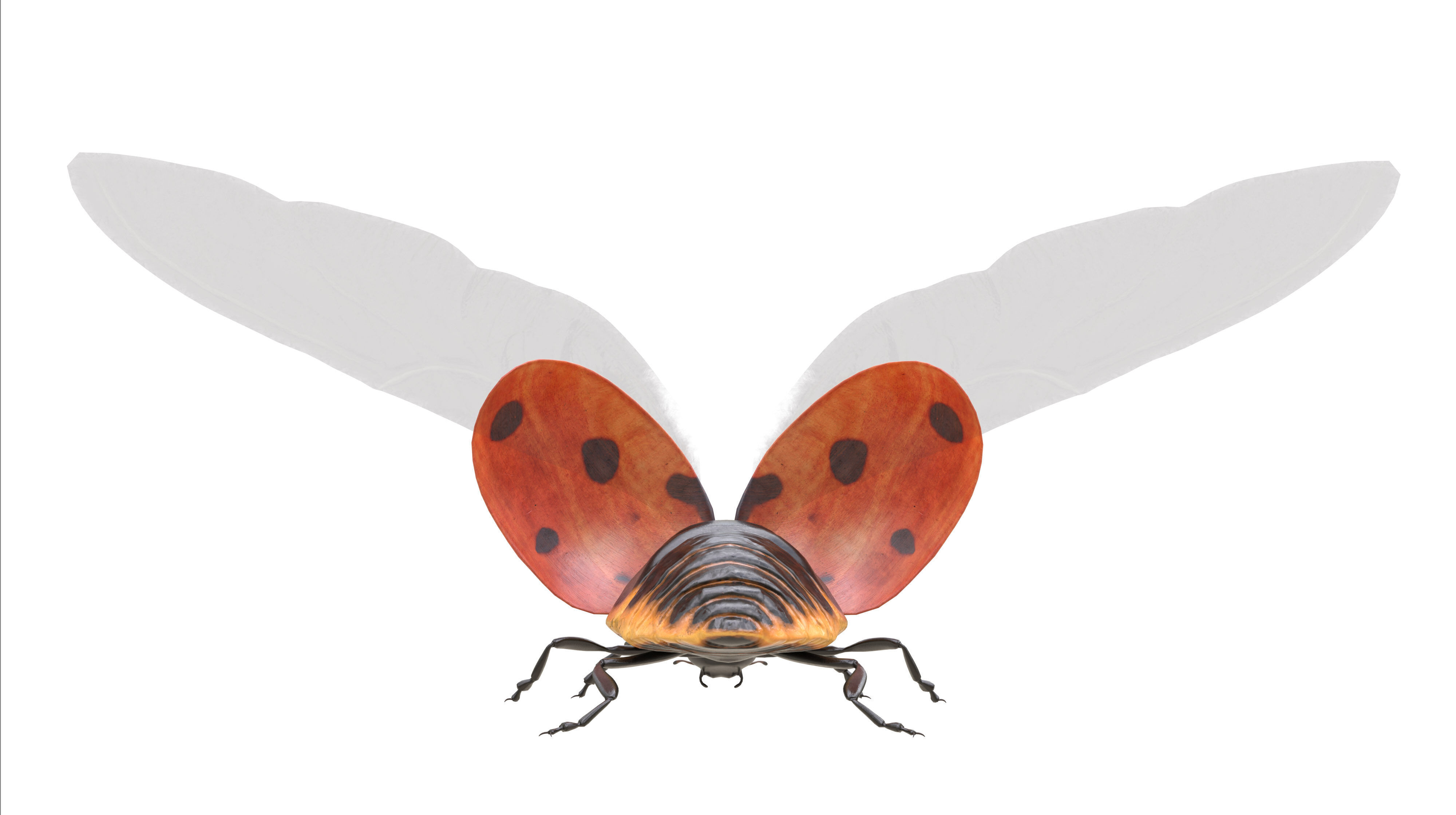 Ladybug Coccinella Low-poly 3D model_10