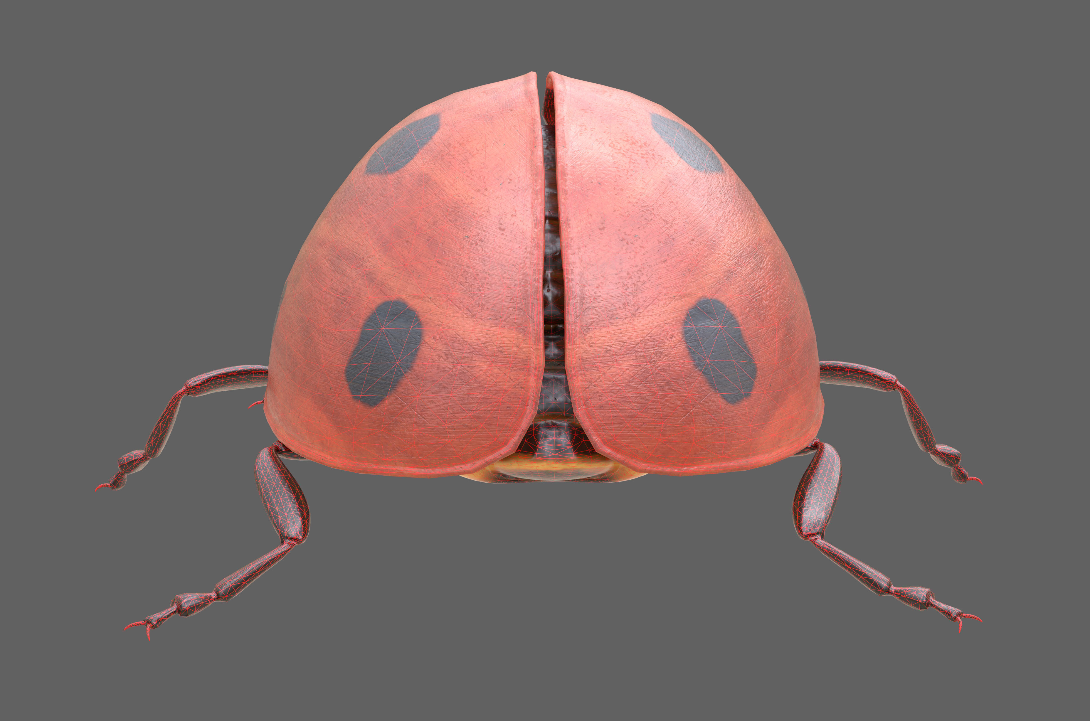 Ladybug Coccinella Low-poly 3D model_16