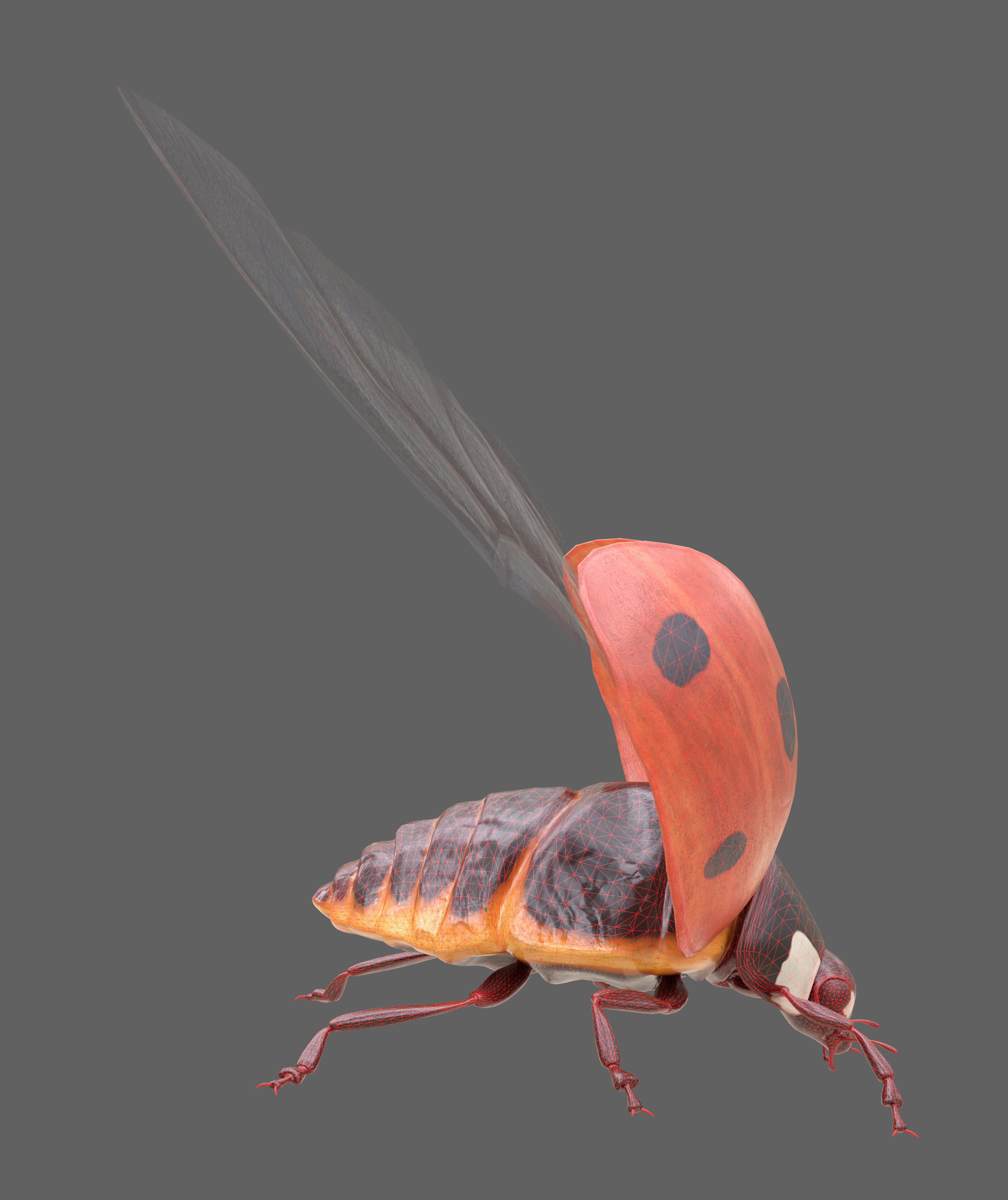 Ladybug Coccinella Low-poly 3D model_21
