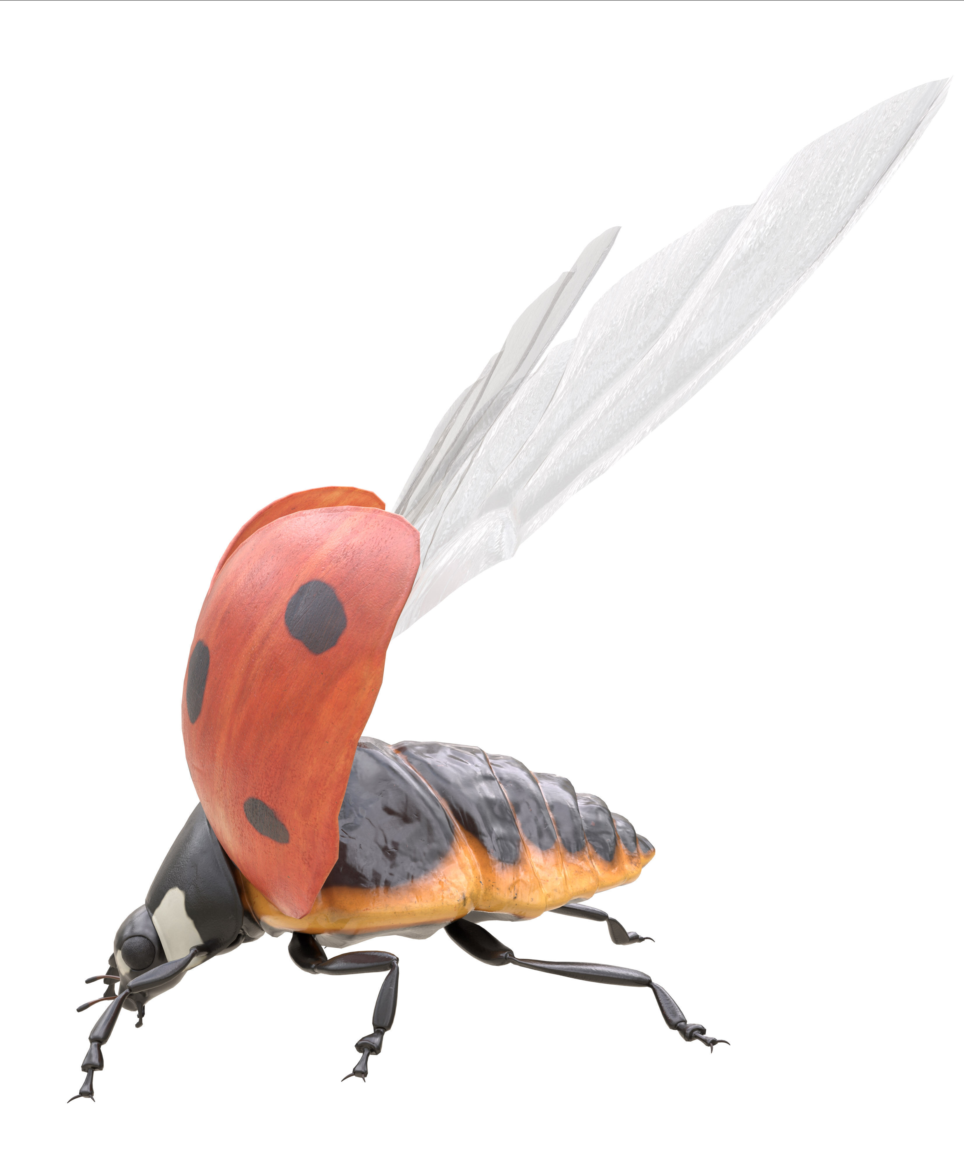 Ladybug Coccinella Low-poly 3D model_9