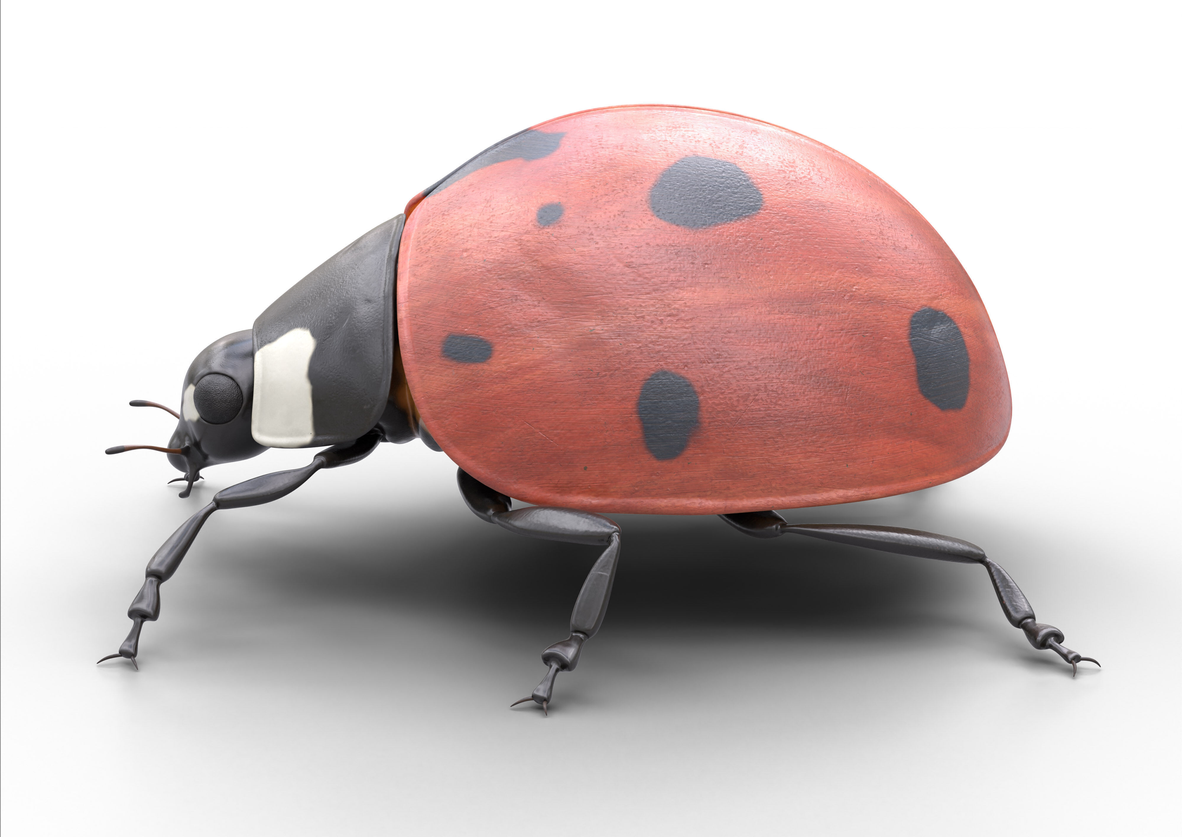 Ladybug Coccinella Low-poly 3D model_3