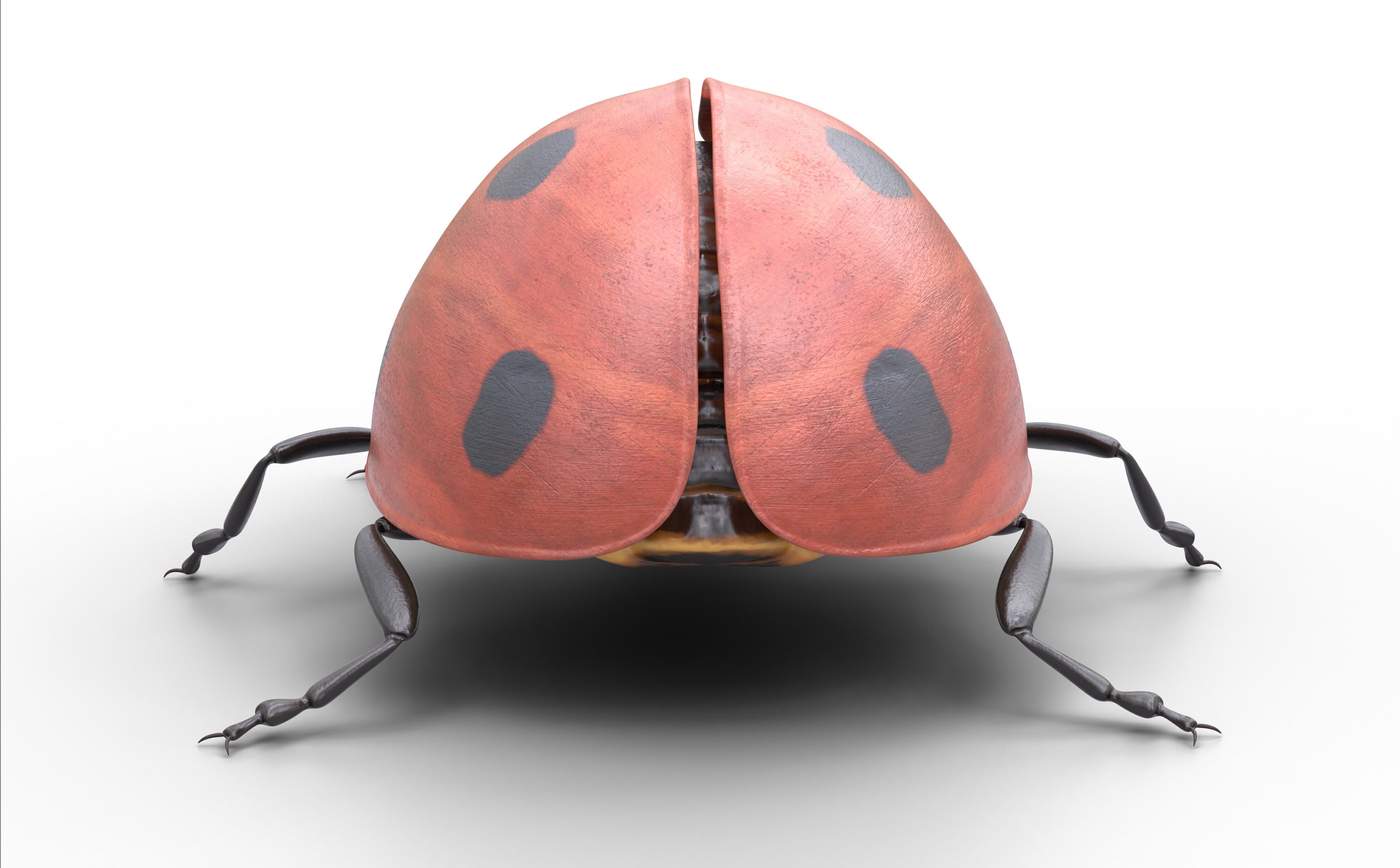 Ladybug Coccinella Low-poly 3D model_4