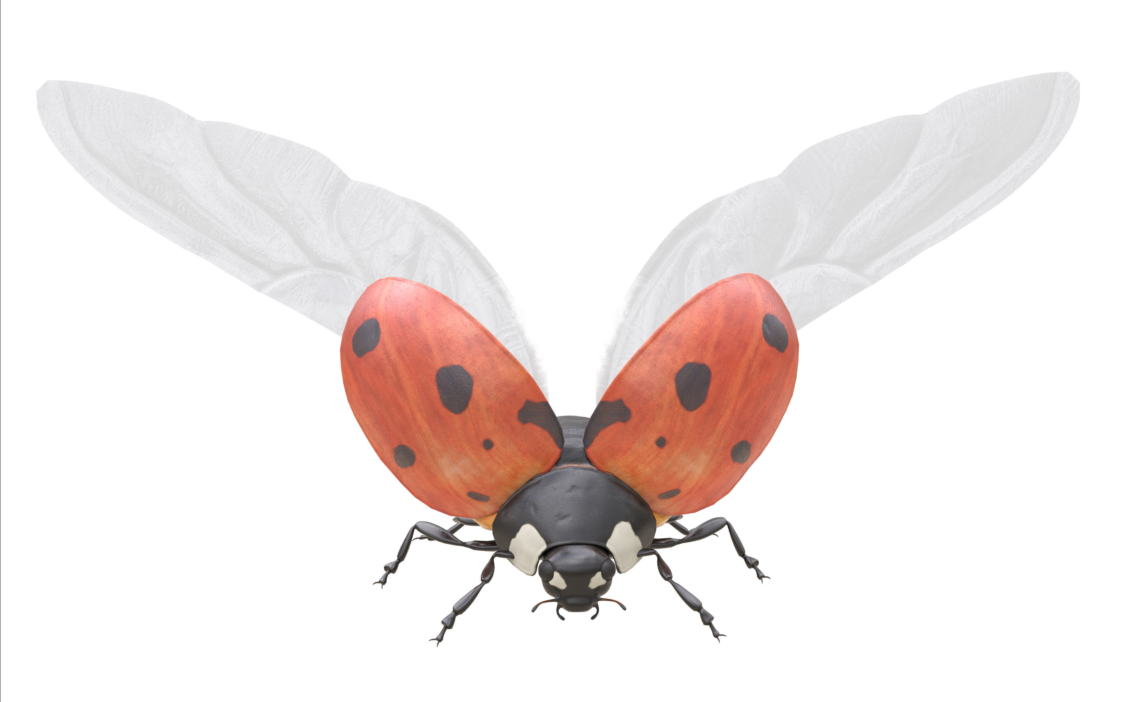 Ladybug Coccinella Low-poly 3D model_8