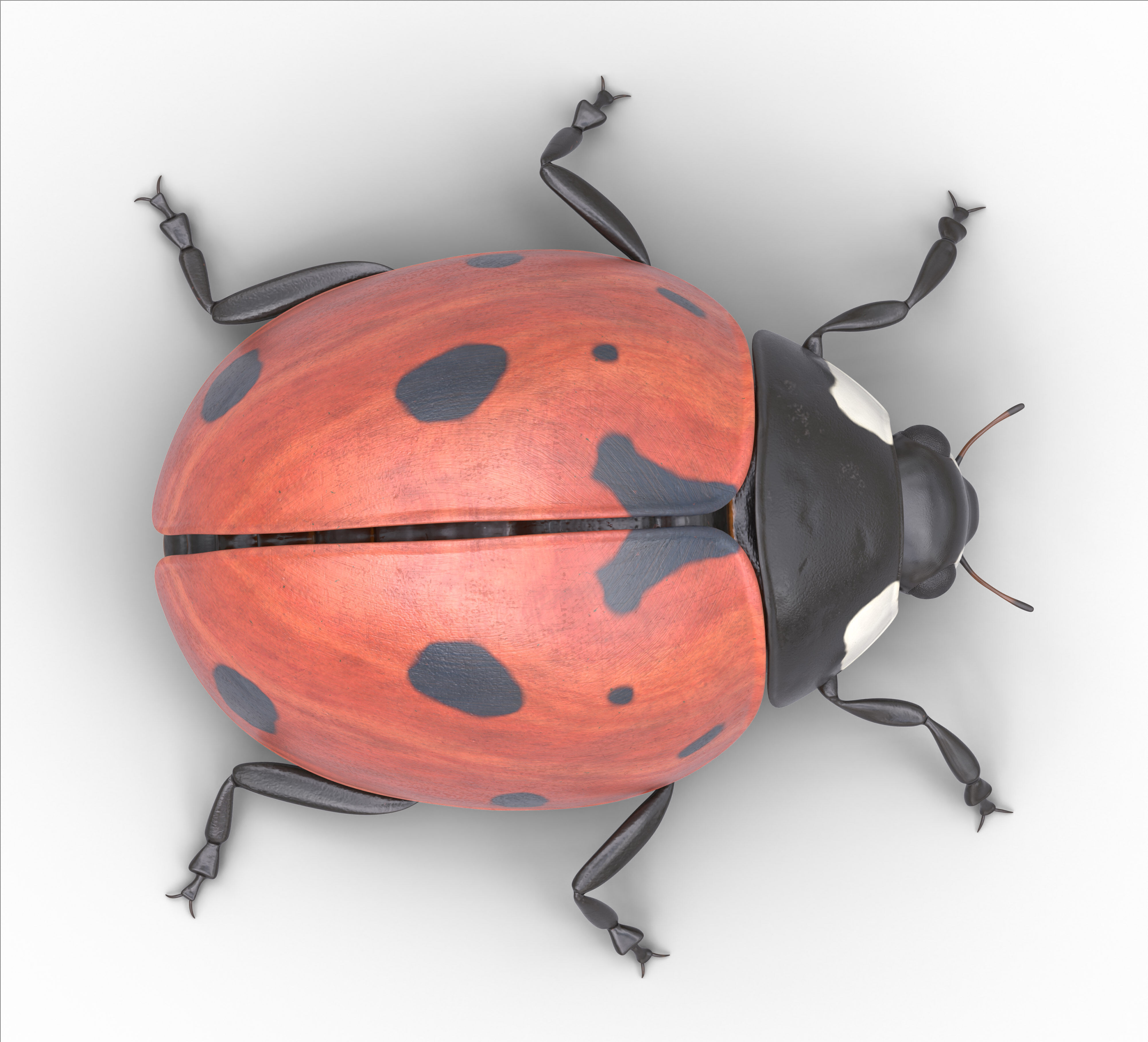 Ladybug Coccinella Low-poly 3D model_5