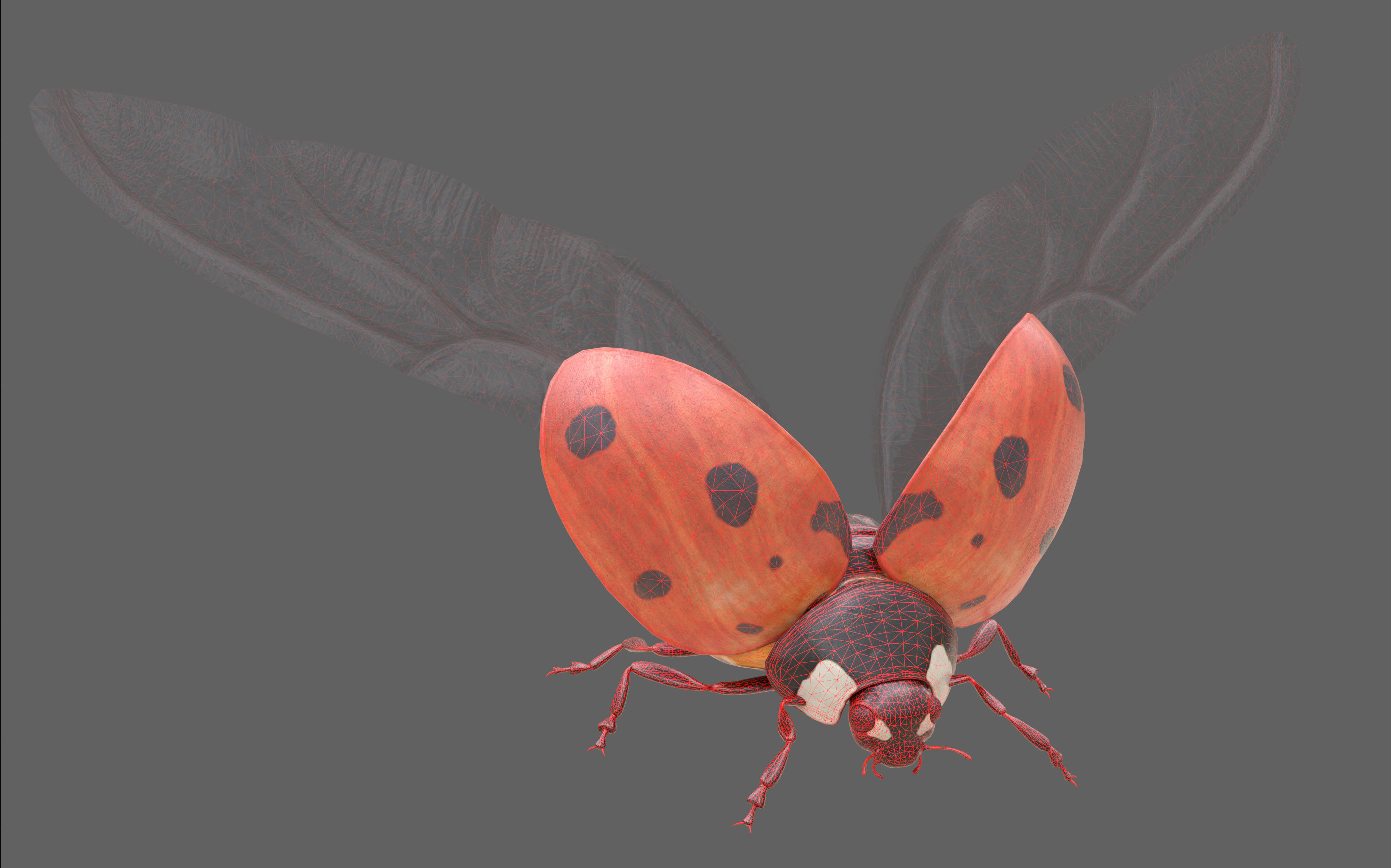 Ladybug Coccinella Low-poly 3D model_20