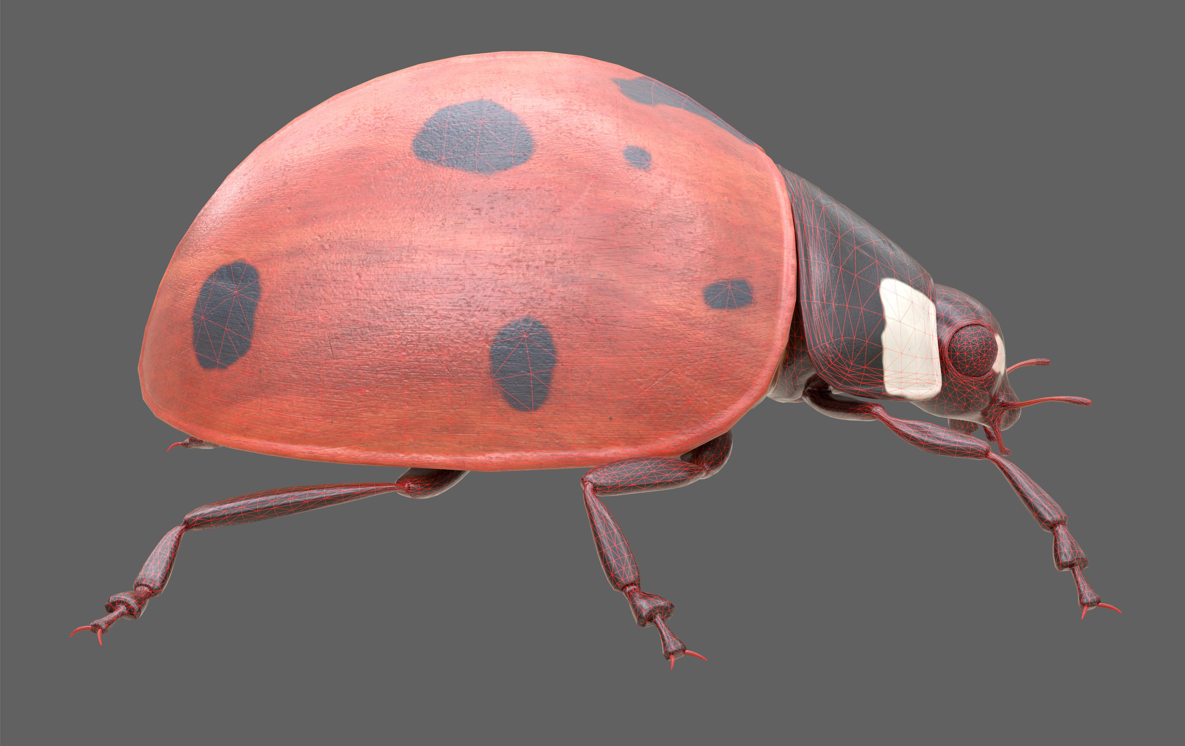 Ladybug Coccinella Low-poly 3D model_18
