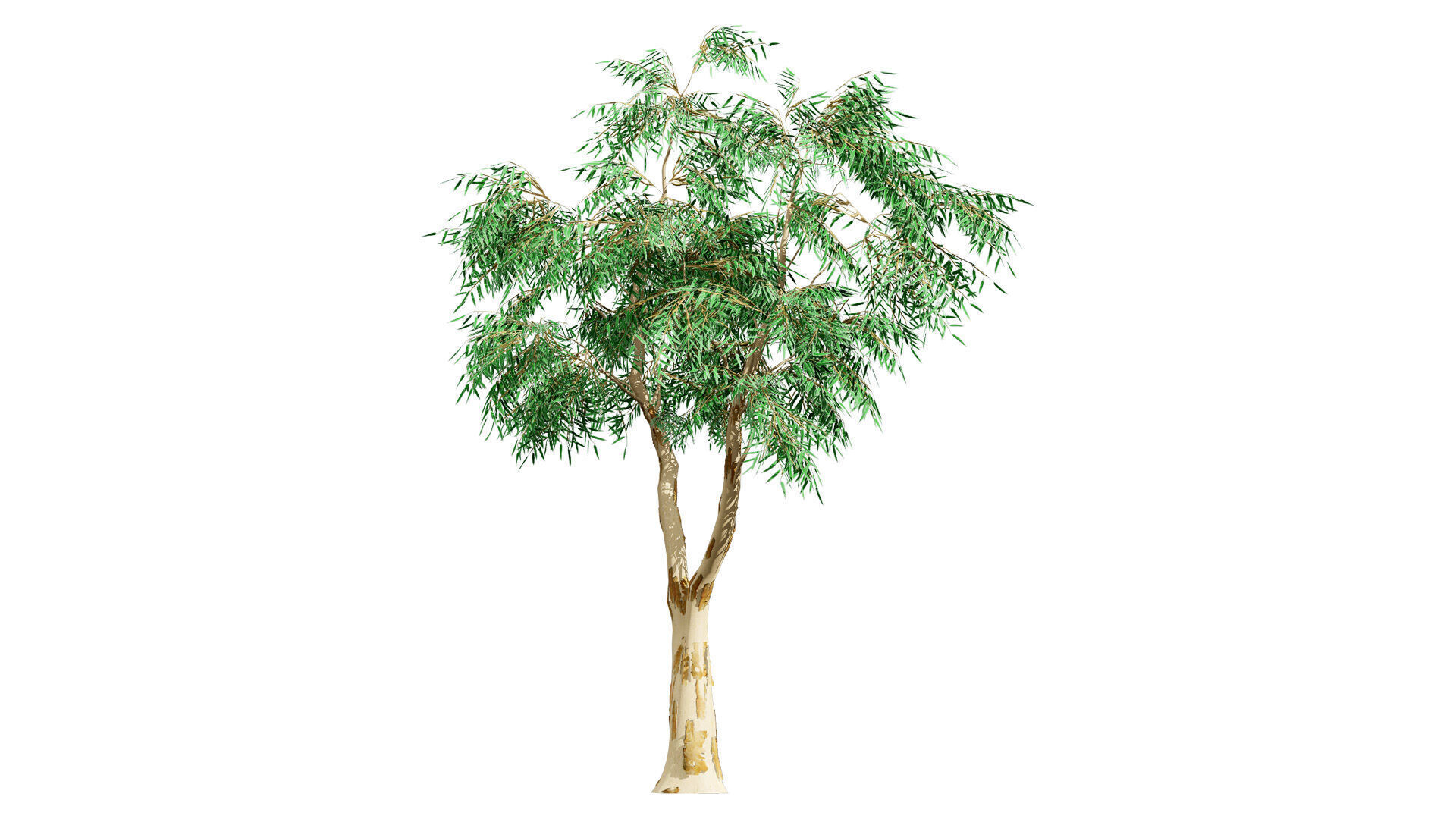 Australian Corymbia Citrodora Tree Low-poly 3D model_2