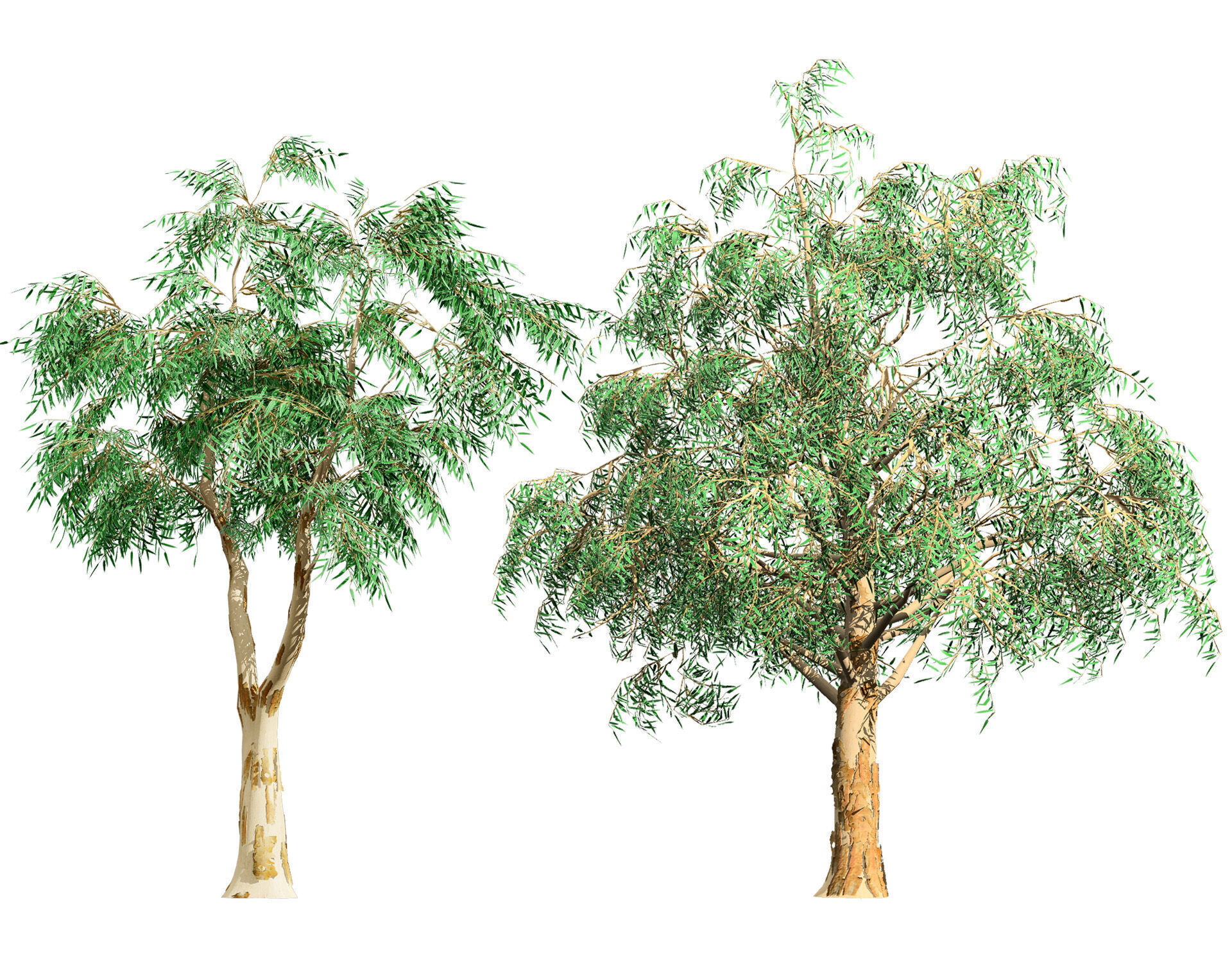 Australian Corymbia Citrodora Tree Low-poly 3D model_1
