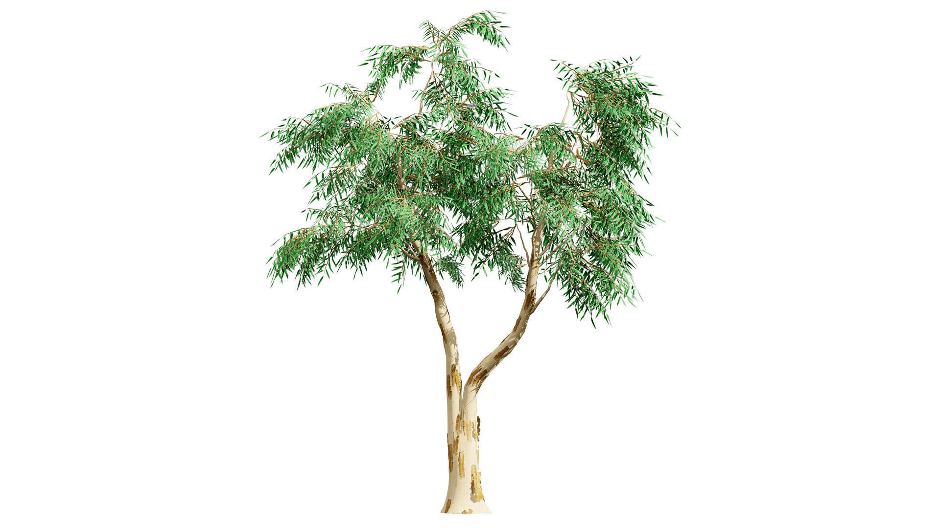 Australian Corymbia Citrodora Tree Low-poly 3D model_4
