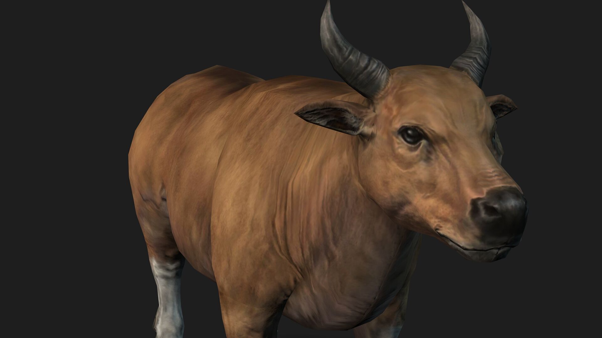 Realistic Cow Bull with Rigged body and Animation Low-poly 3D model_6