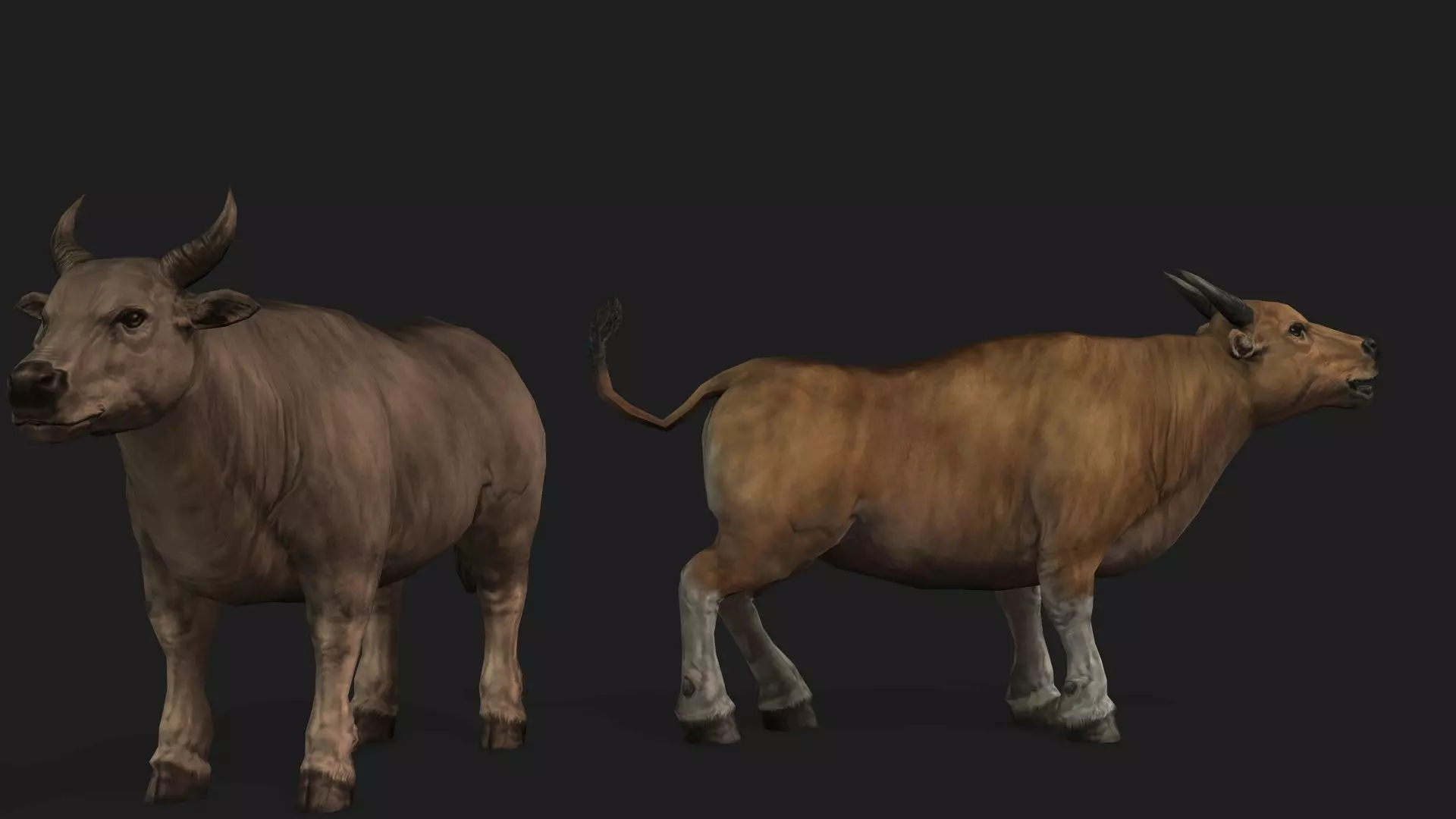 Realistic Cow Bull with Rigged body and Animation Low-poly 3D model_0