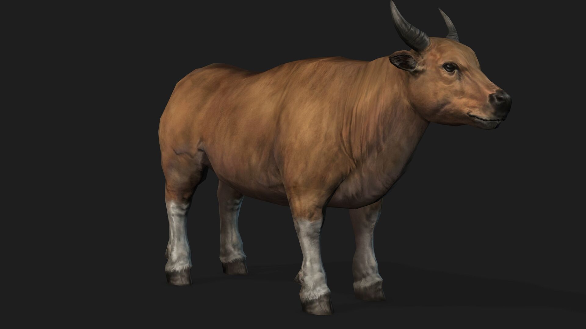 Realistic Cow Bull with Rigged body and Animation Low-poly 3D model_5