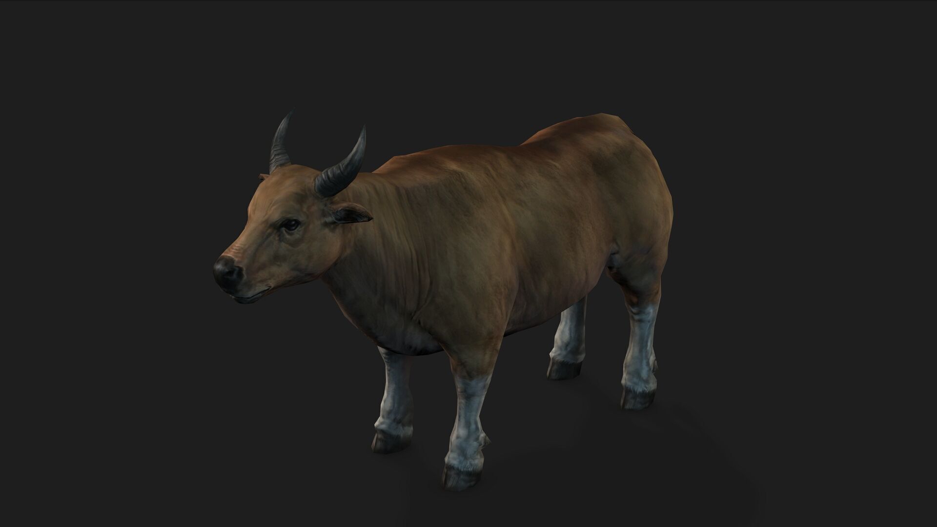 Realistic Cow Bull with Rigged body and Animation Low-poly 3D model_7
