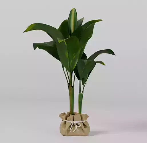 potted plant Strelitzia nicolai