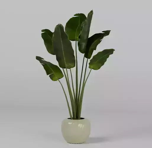 Potted plant Strelitzia nicolai 2 3D model
