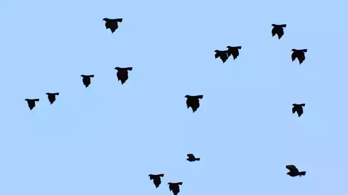 Flock Birds Animated Swarm Raven Shoal Flapper Starling Rook Low-poly 3D model
