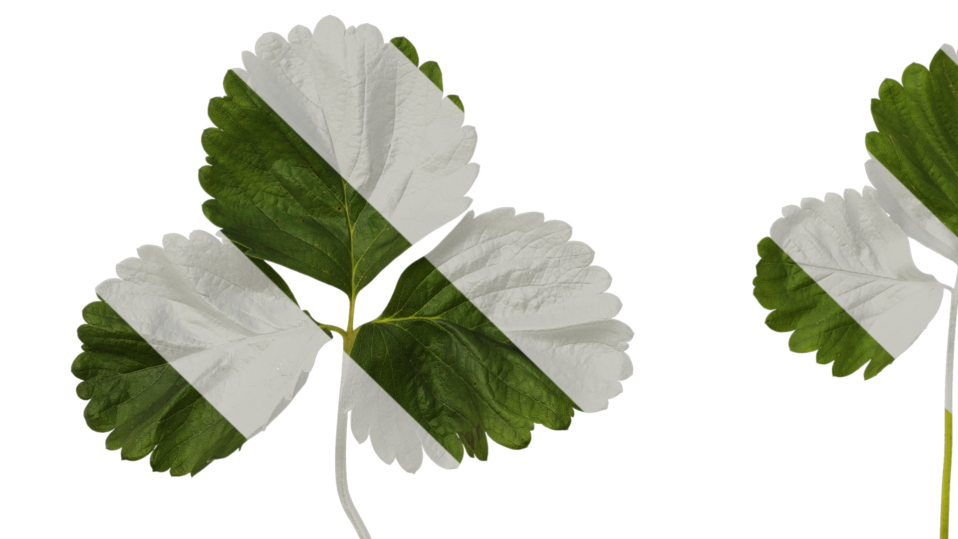 Anydrafts Fragaria x ananassa Leaf 05 Texture_5