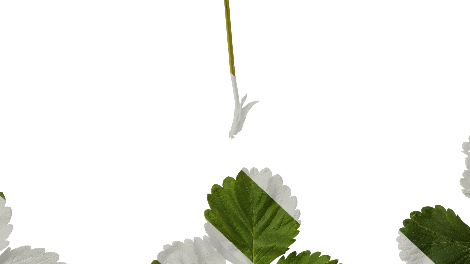 Anydrafts Fragaria x ananassa Leaf 05 Texture_7