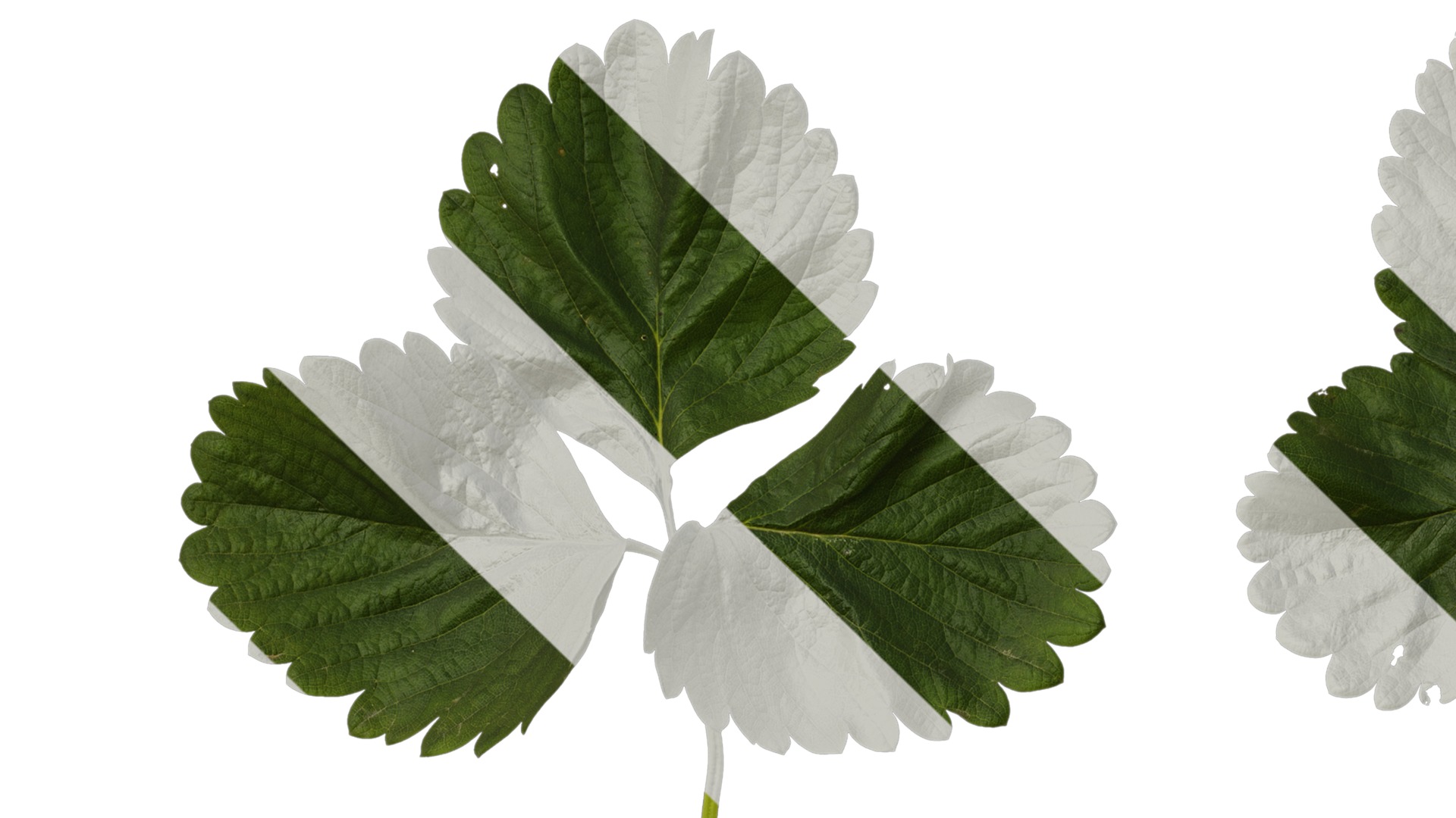 Anydrafts Fragaria x ananassa Leaf 05 Texture_1