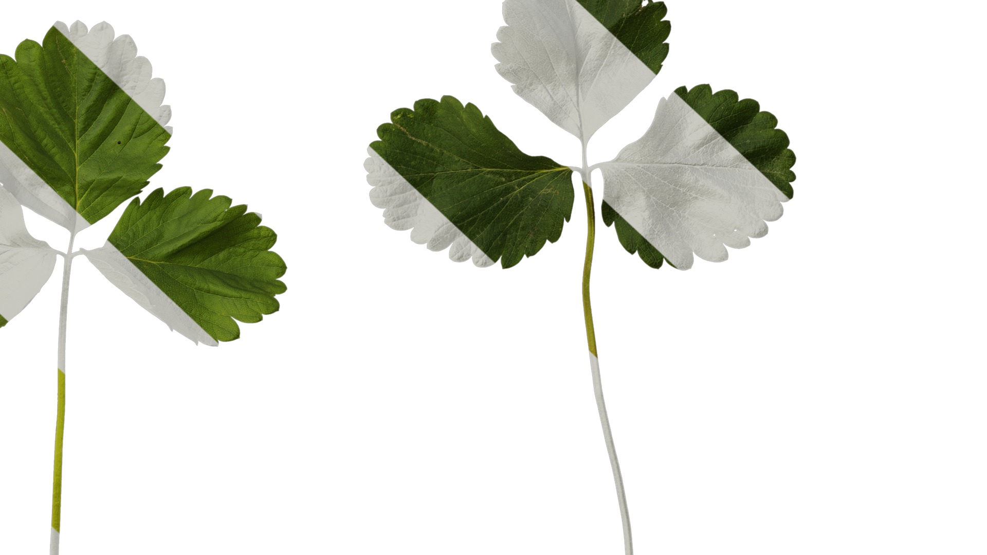 Anydrafts Fragaria x ananassa Leaf 05 Texture_6