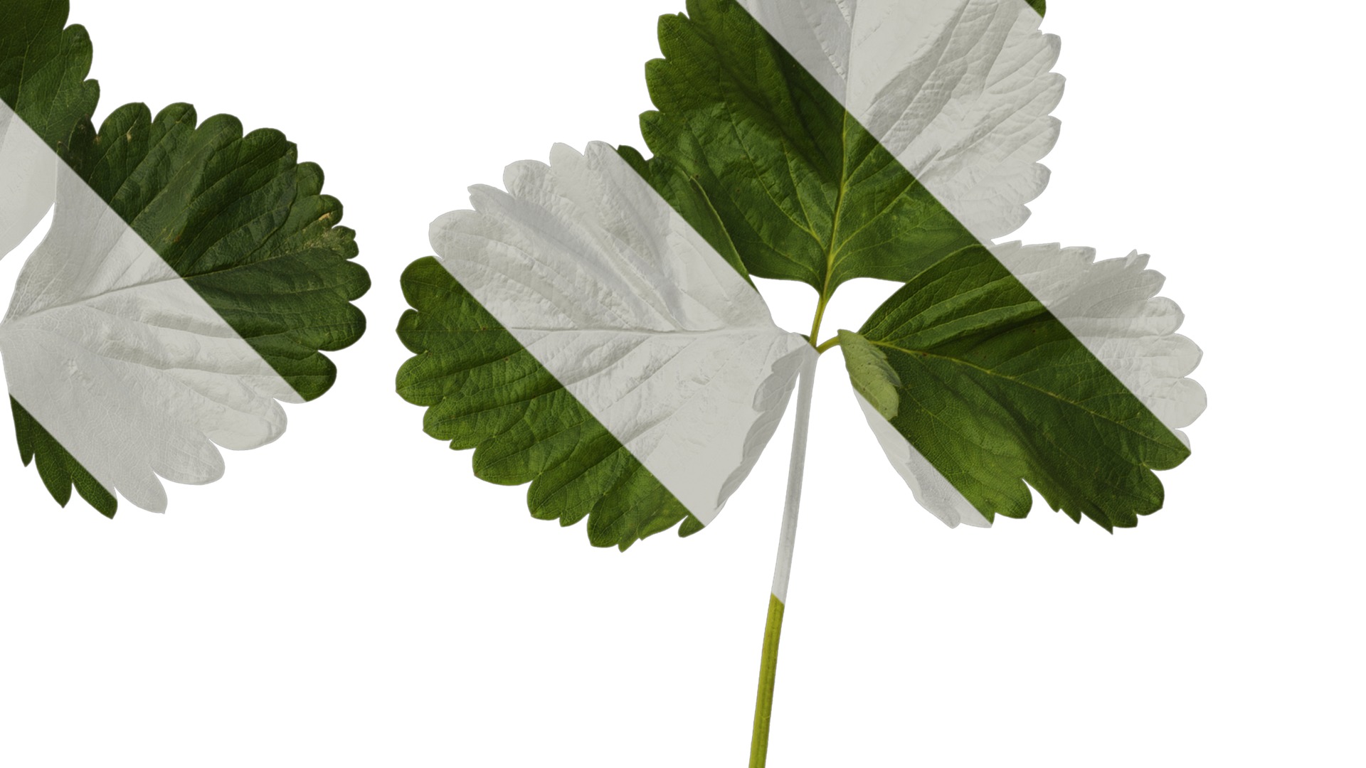 Anydrafts Fragaria x ananassa Leaf 05 Texture_2