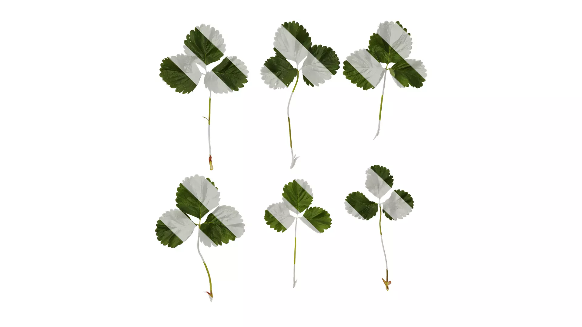 Anydrafts Fragaria x ananassa Leaf 05 Texture_0