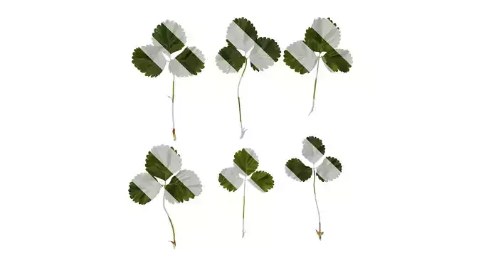 Anydrafts Fragaria x ananassa Leaf 05