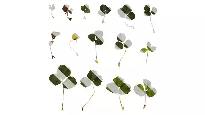 Anydrafts Fragaria x ananassa Leaf 06 Texture