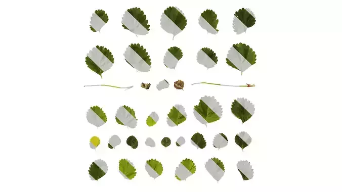 Anydrafts Fragaria x ananassa Leaf 07 Texture