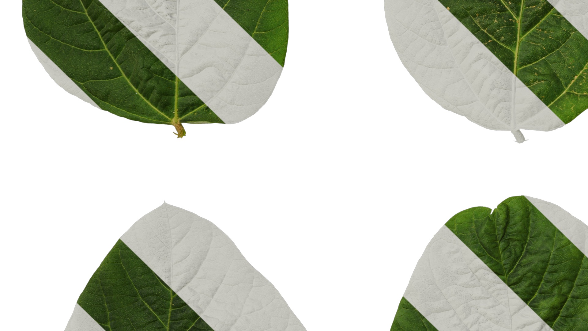 Anydrafts Glycine max Leaf 01 Texture_5