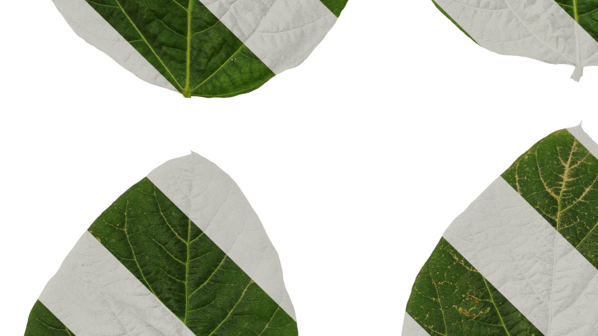 Anydrafts Glycine max Leaf 01 Texture_3