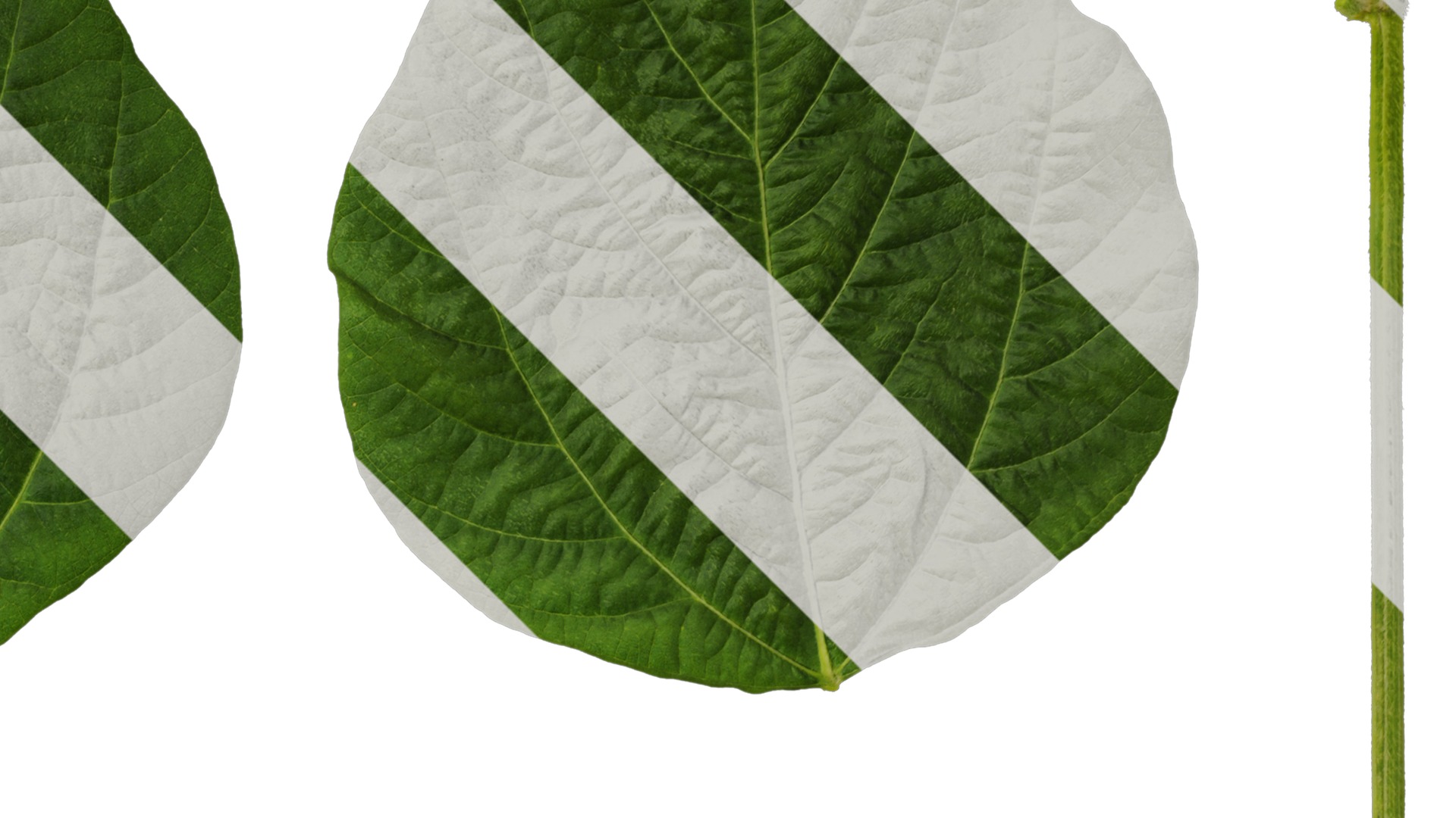 Anydrafts Glycine max Leaf 01 Texture_2