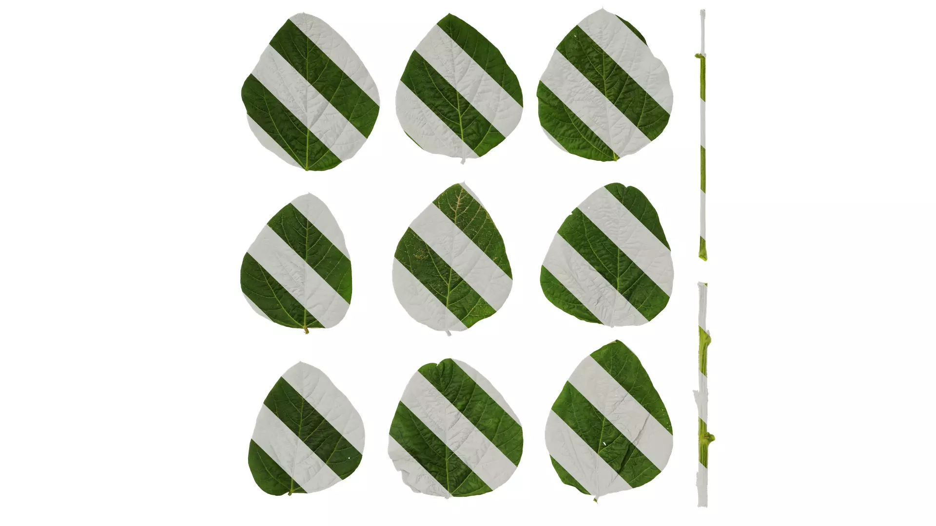 Anydrafts Glycine max Leaf 01 Texture_0