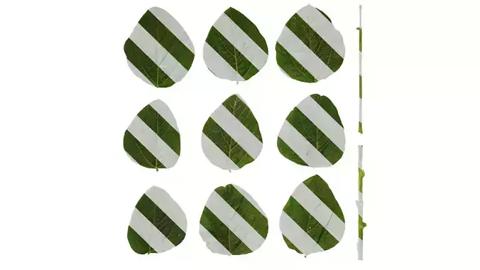 Anydrafts Glycine max Leaf 01