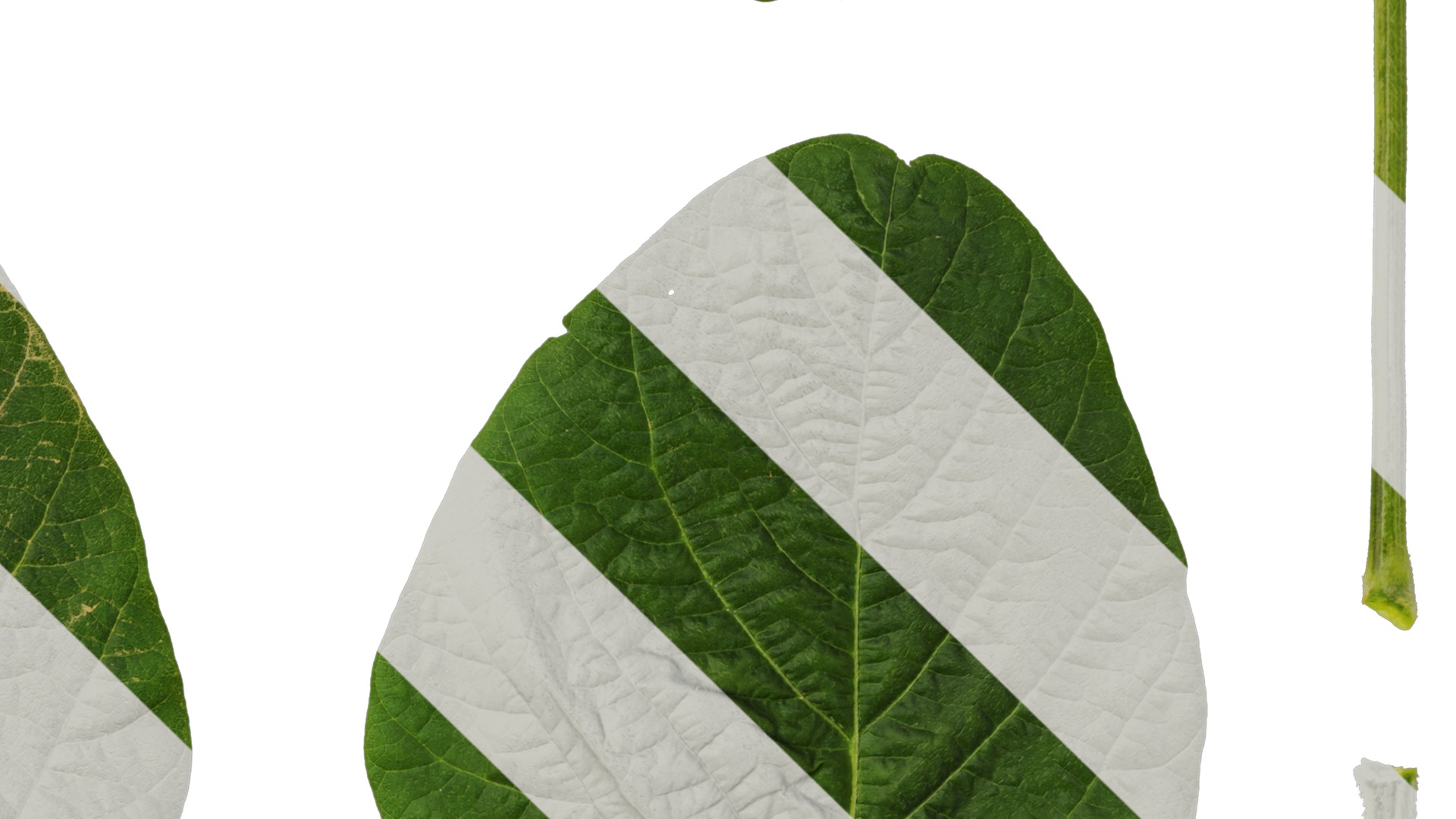 Anydrafts Glycine max Leaf 01 Texture_4