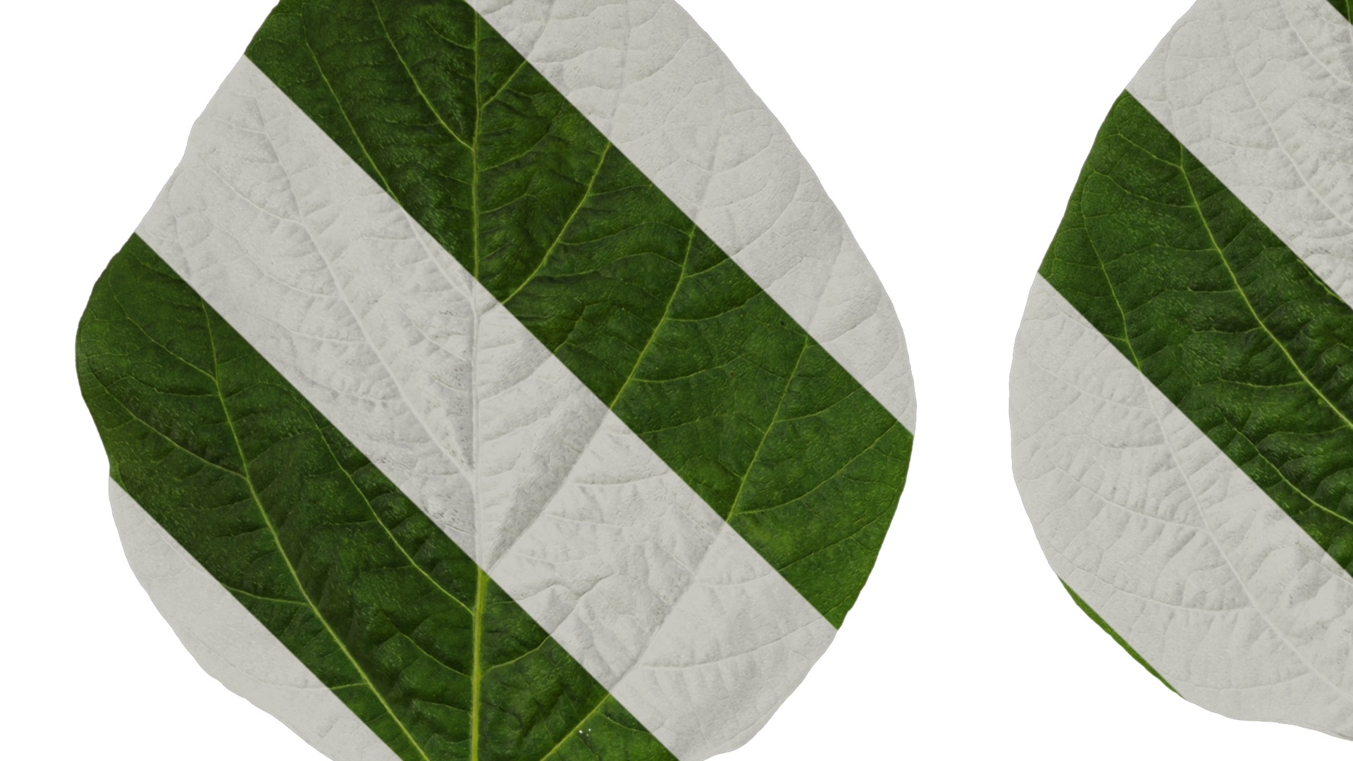 Anydrafts Glycine max Leaf 01 Texture_1