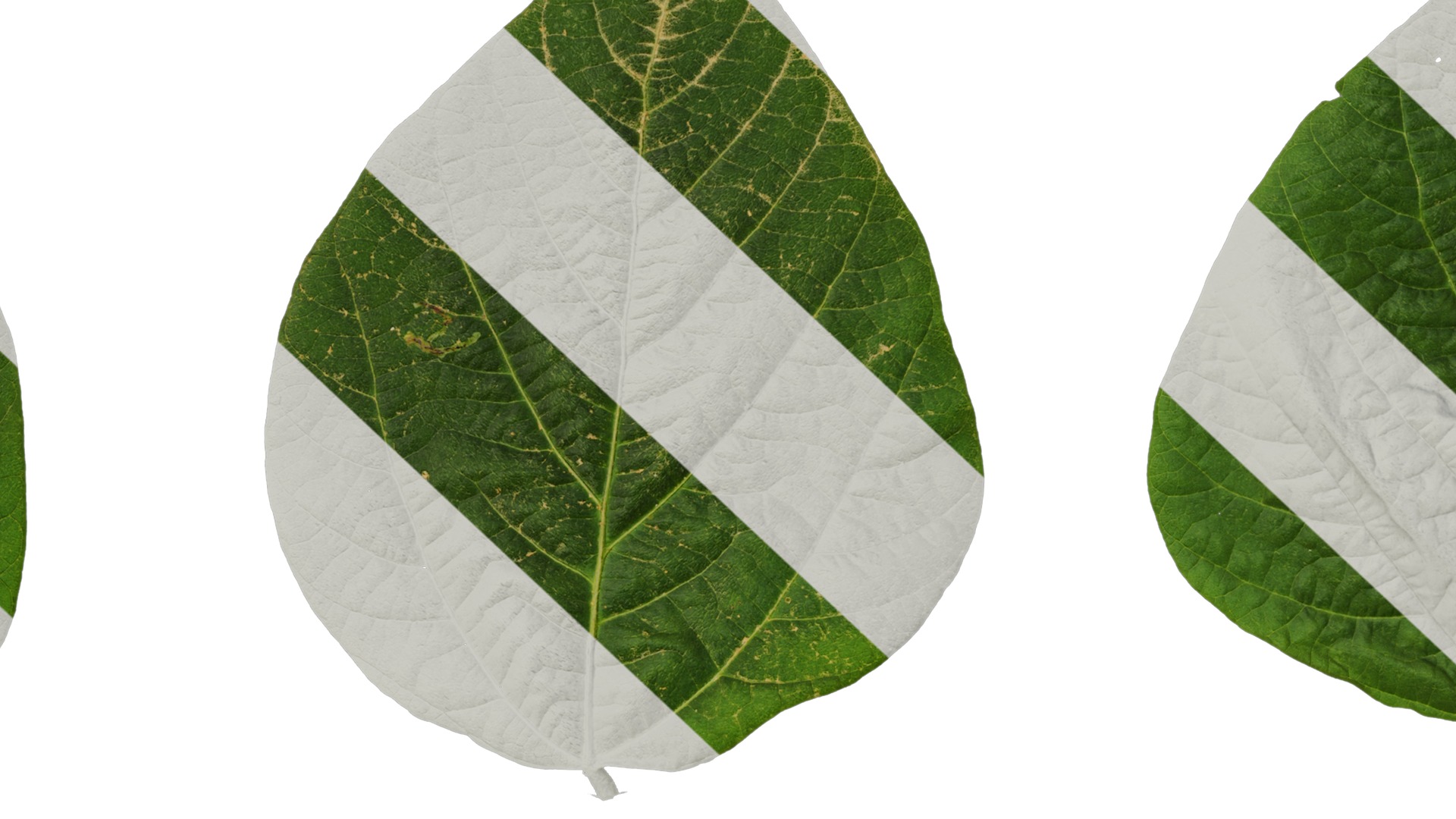 Anydrafts Glycine max Leaf 01 Texture_7