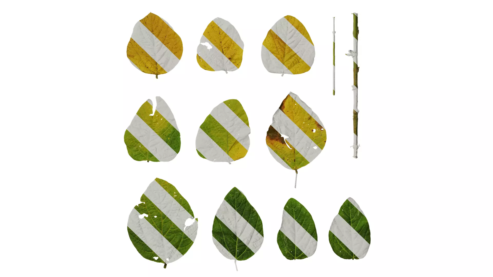 Anydrafts Glycine max Leaf 02 Texture