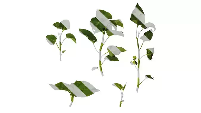 Anydrafts Ipomoea aquatica Atlas 04