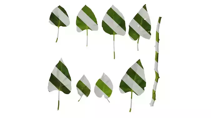 Anydrafts Ipomoea aquatica Leaf 04