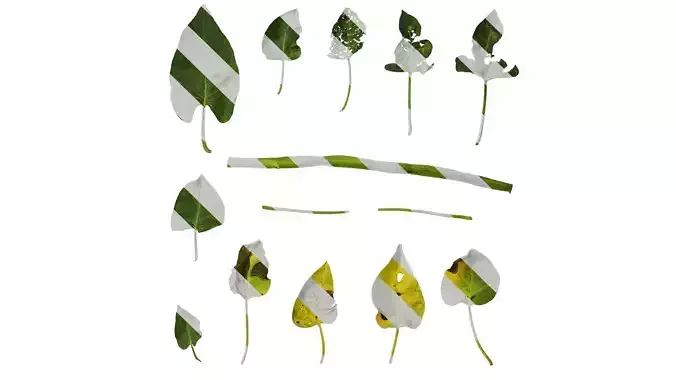 Anydrafts Ipomoea aquatica Leaf 05